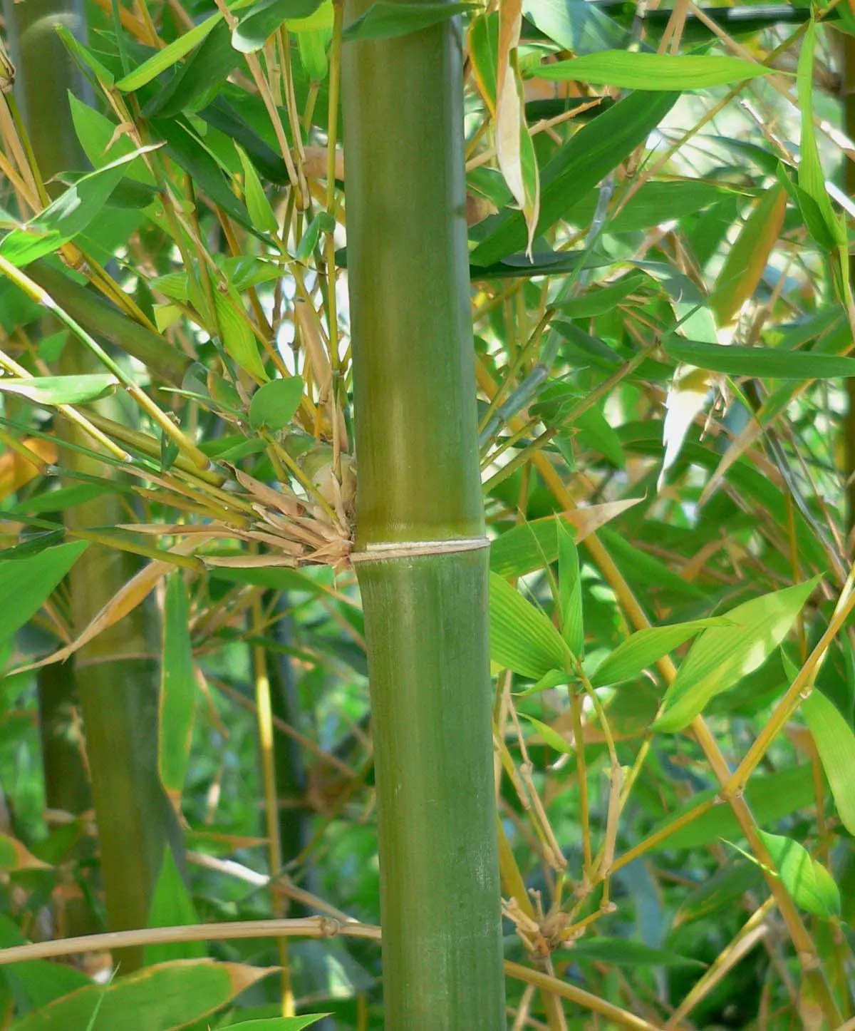 Giant Timber Bamboo (Bambusa Oldhamii) — this species is cold-resistant to around 20 to 25 degrees Fahrenheit