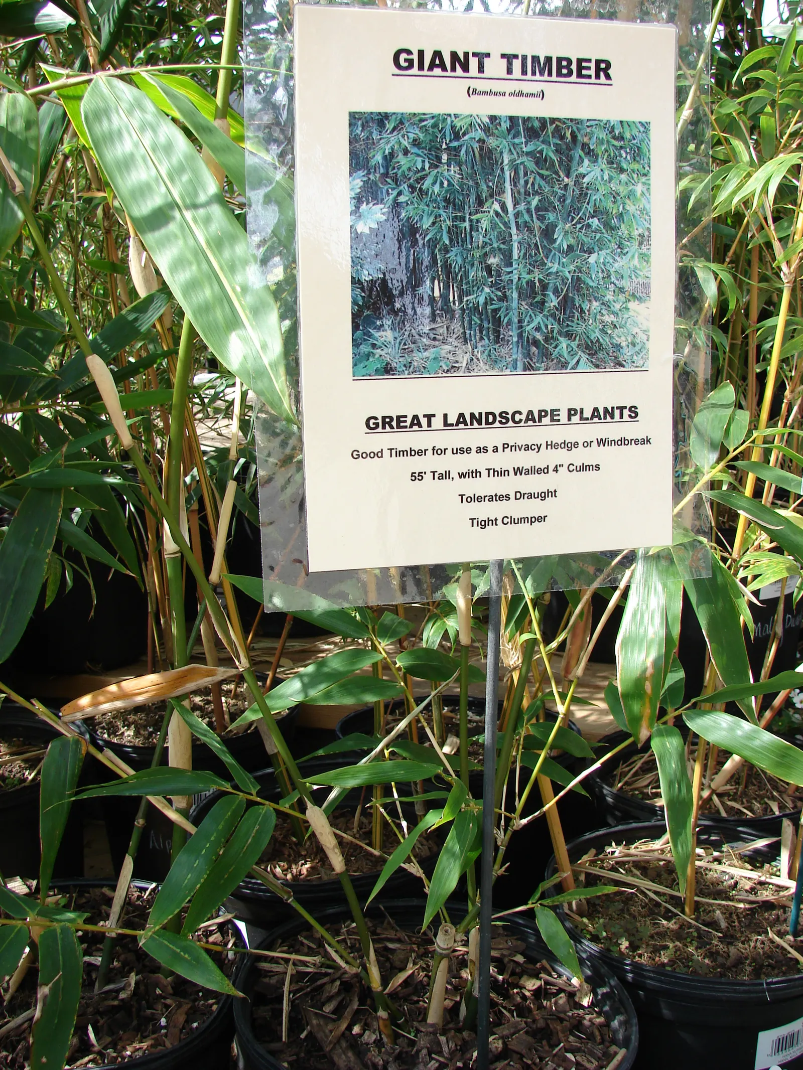 Giant Timber Bamboo (Bambusa Oldhamii) — Its substantial growth can provide an exotic and tropical feel to any landscape design