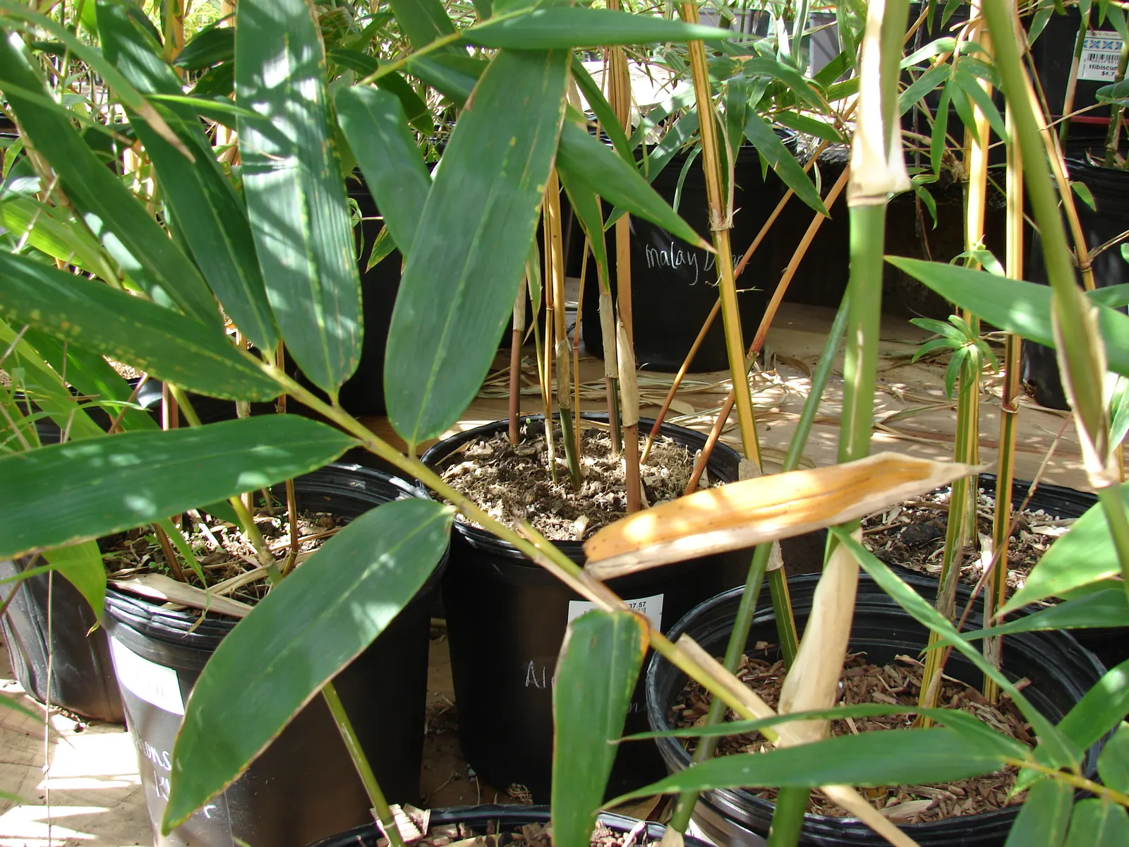 Giant Timber Bamboo (Bambusa Oldhamii) — linear leaves that can grow up to 13 inches long and 1 to 1.5 inches wide