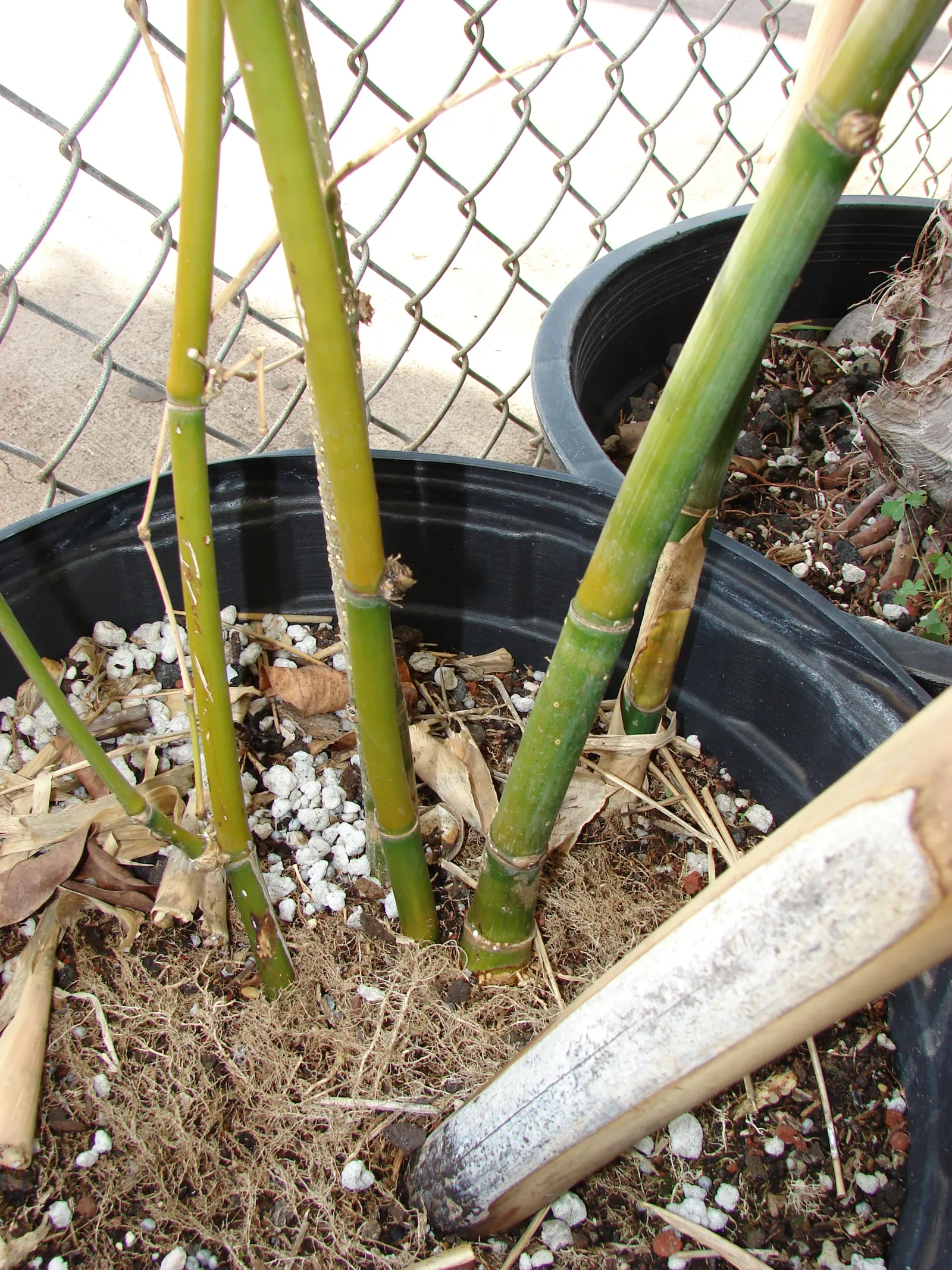 Giant Timber Bamboo (Bambusa Oldhamii) — These leaves create a dense canopy, making it an excellent choice for privacy screens or windbreaks