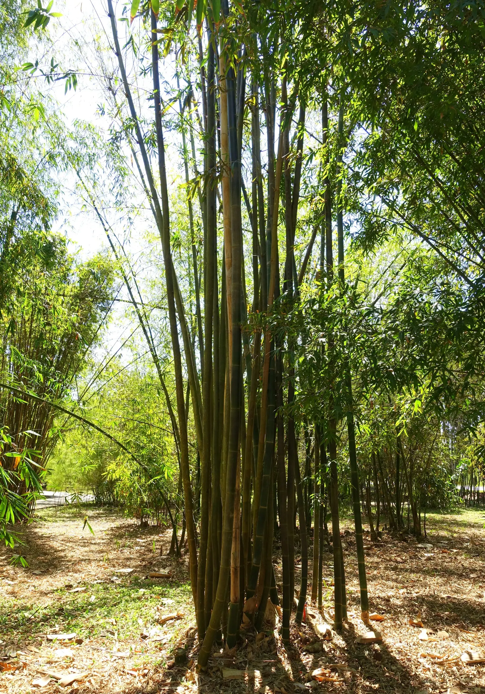 Giant Timber Bamboo (Bambusa Oldhamii) — It reaches heights of up to 55 feet, with thick canes of 4 inches in diameter
