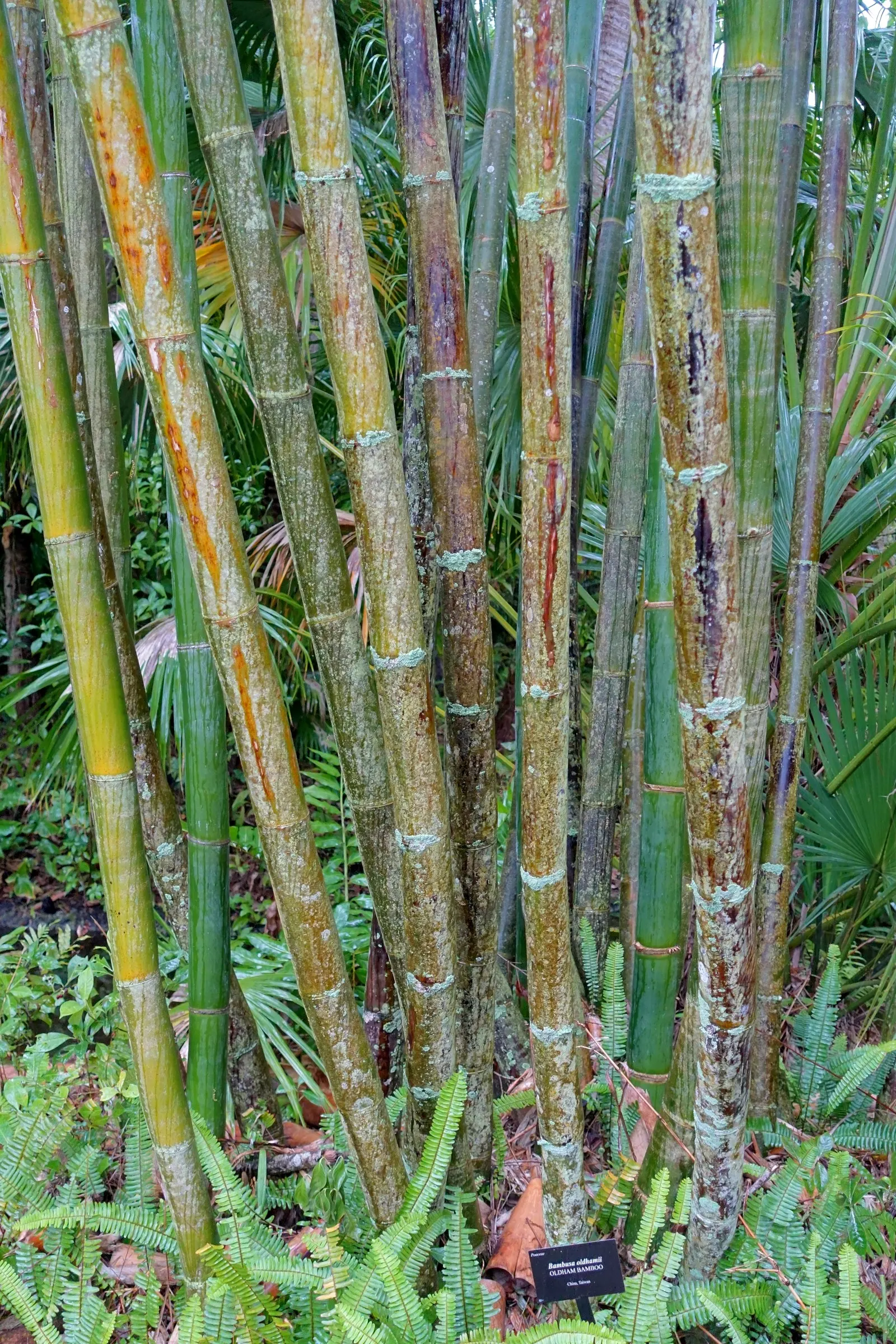 Giant Timber Bamboo (Bambusa Oldhamii) — Plant 10-15 feet apart for optimal growth and privacy