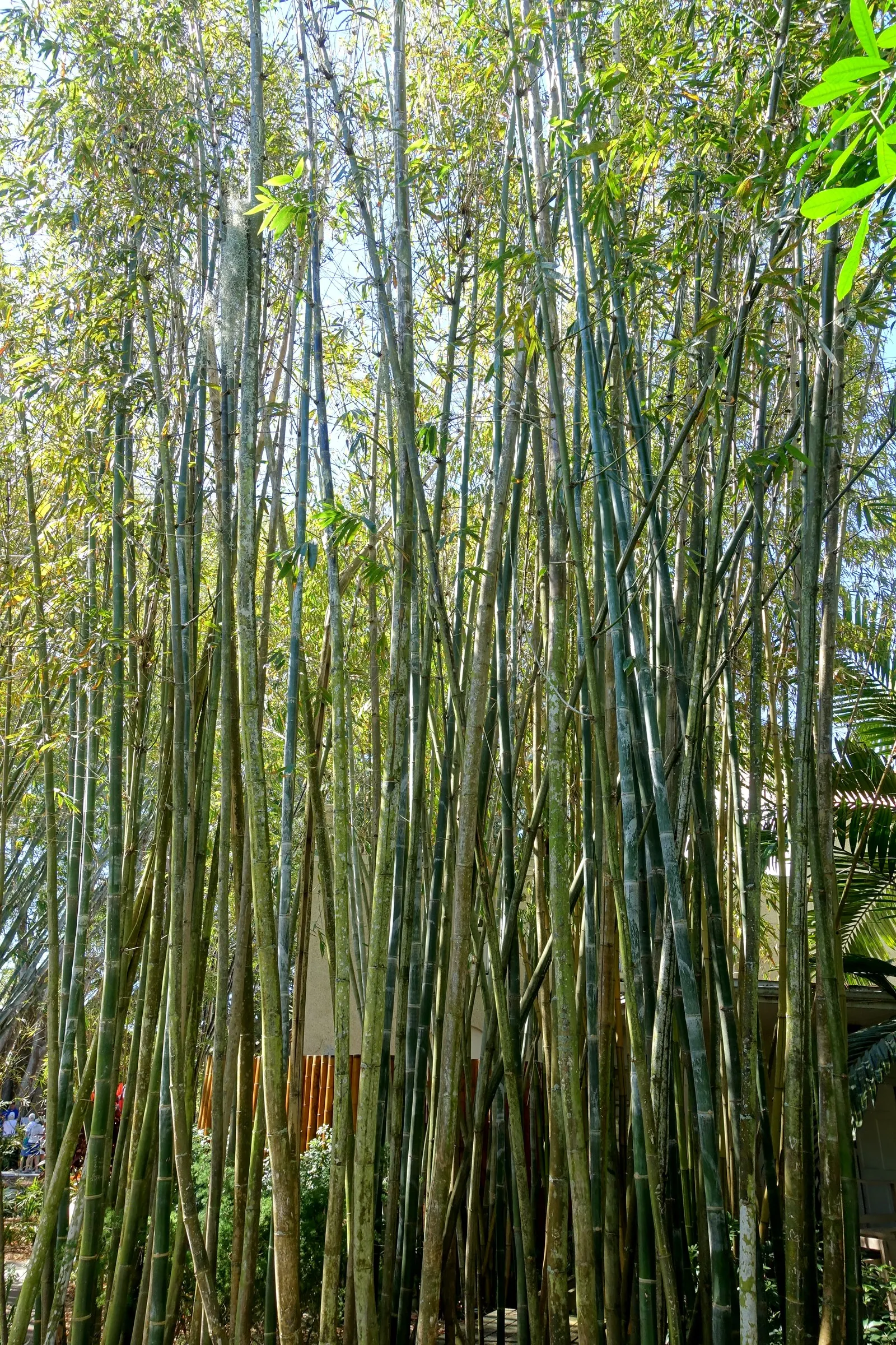 Giant Timber Bamboo (Bambusa Oldhamii) — This evergreen bamboo features lush foliage, offering a dense screen or windbreak