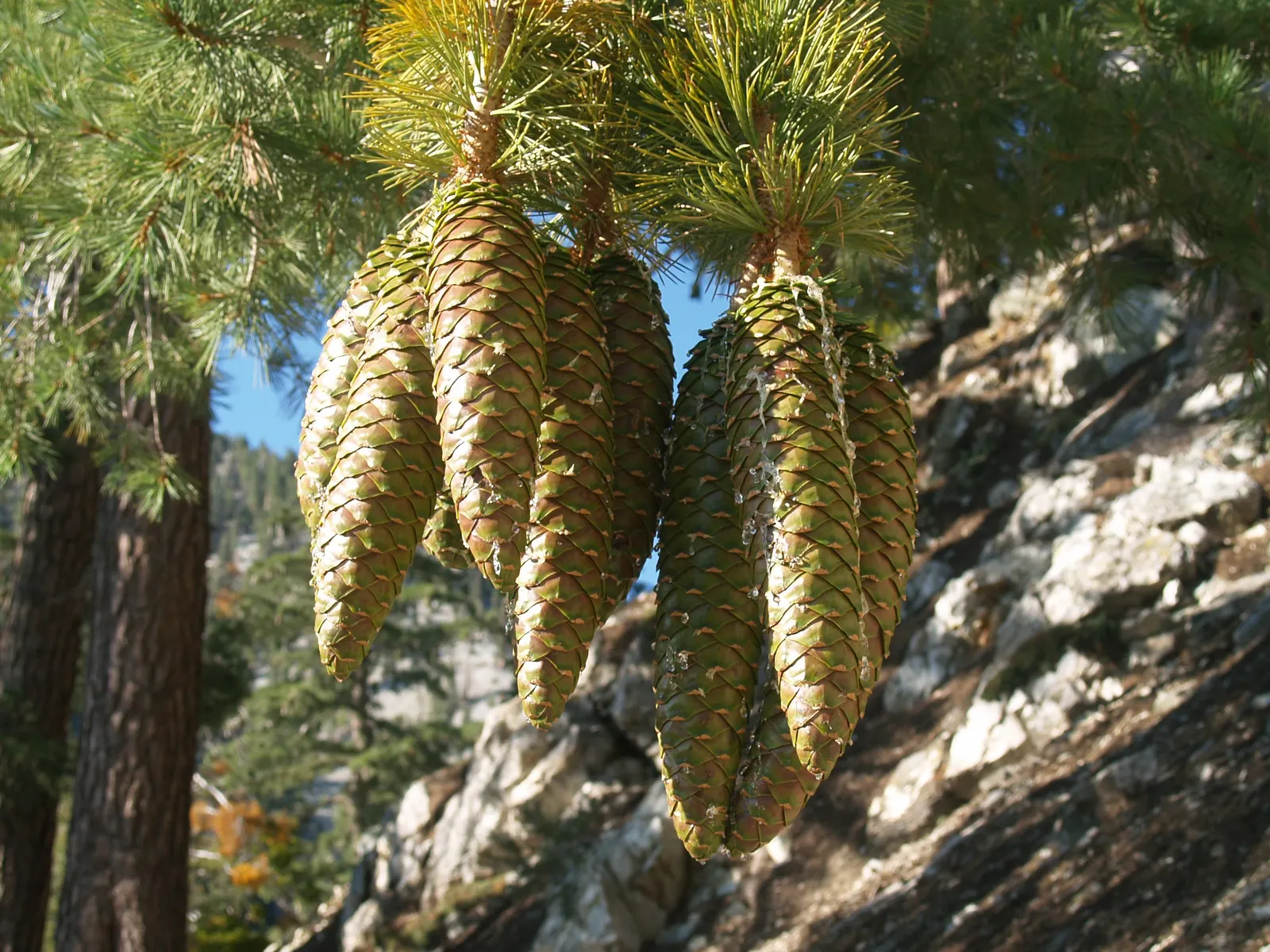 Sugar Pine (Pinus Lambertiana) — thriving in full sun or partial shade