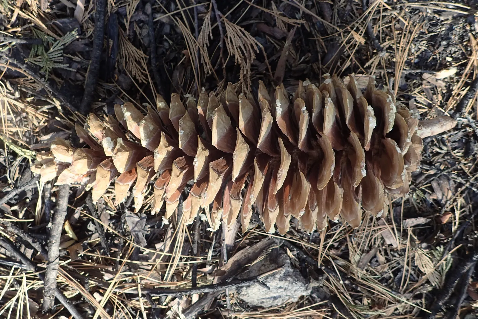 Sugar Pine (Pinus Lambertiana) — Regular watering during dry periods supports their health