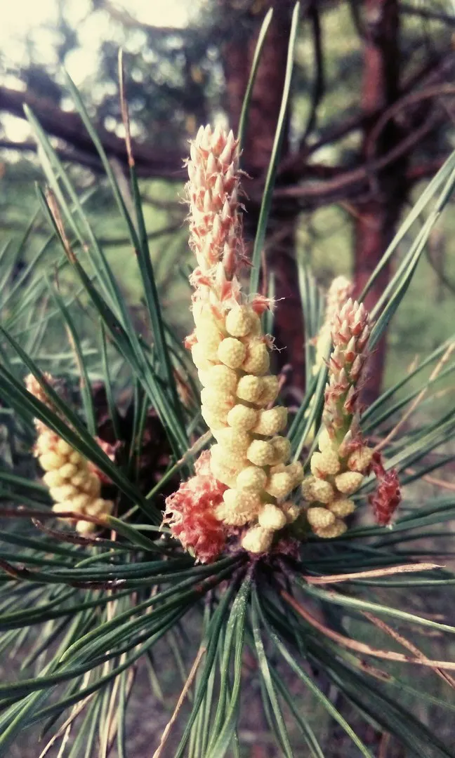 Sugar Pine (Pinus Lambertiana) — reaching upwards of 200 feet
