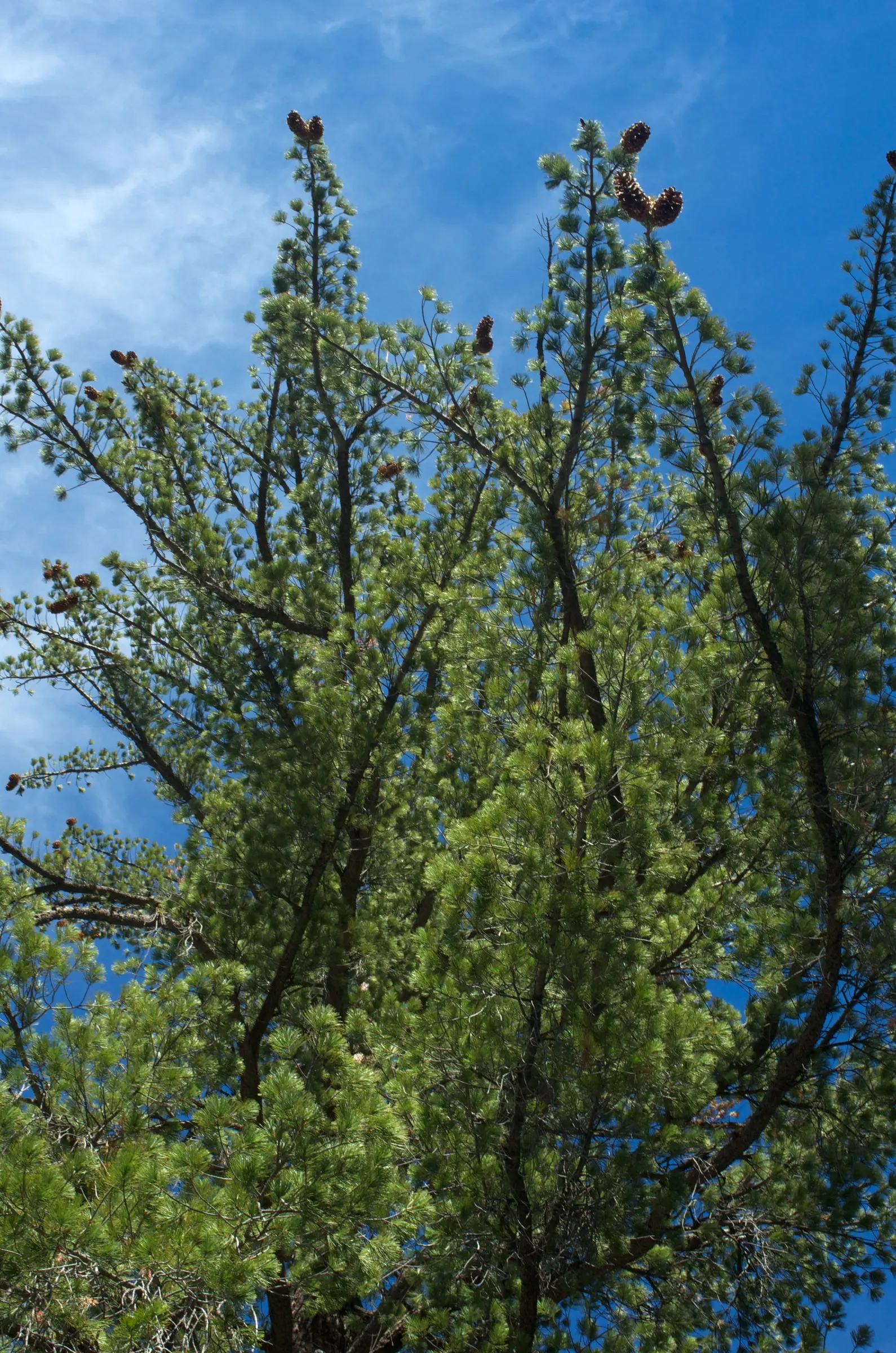 Sugar Pine (Pinus Lambertiana) — With a grand spread of up to 40 feet