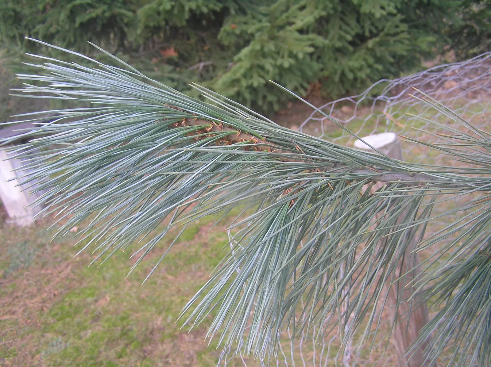 Sugar Pine (Pinus Lambertiana) — the Sugar Pine produces the longest cones of any pine species
