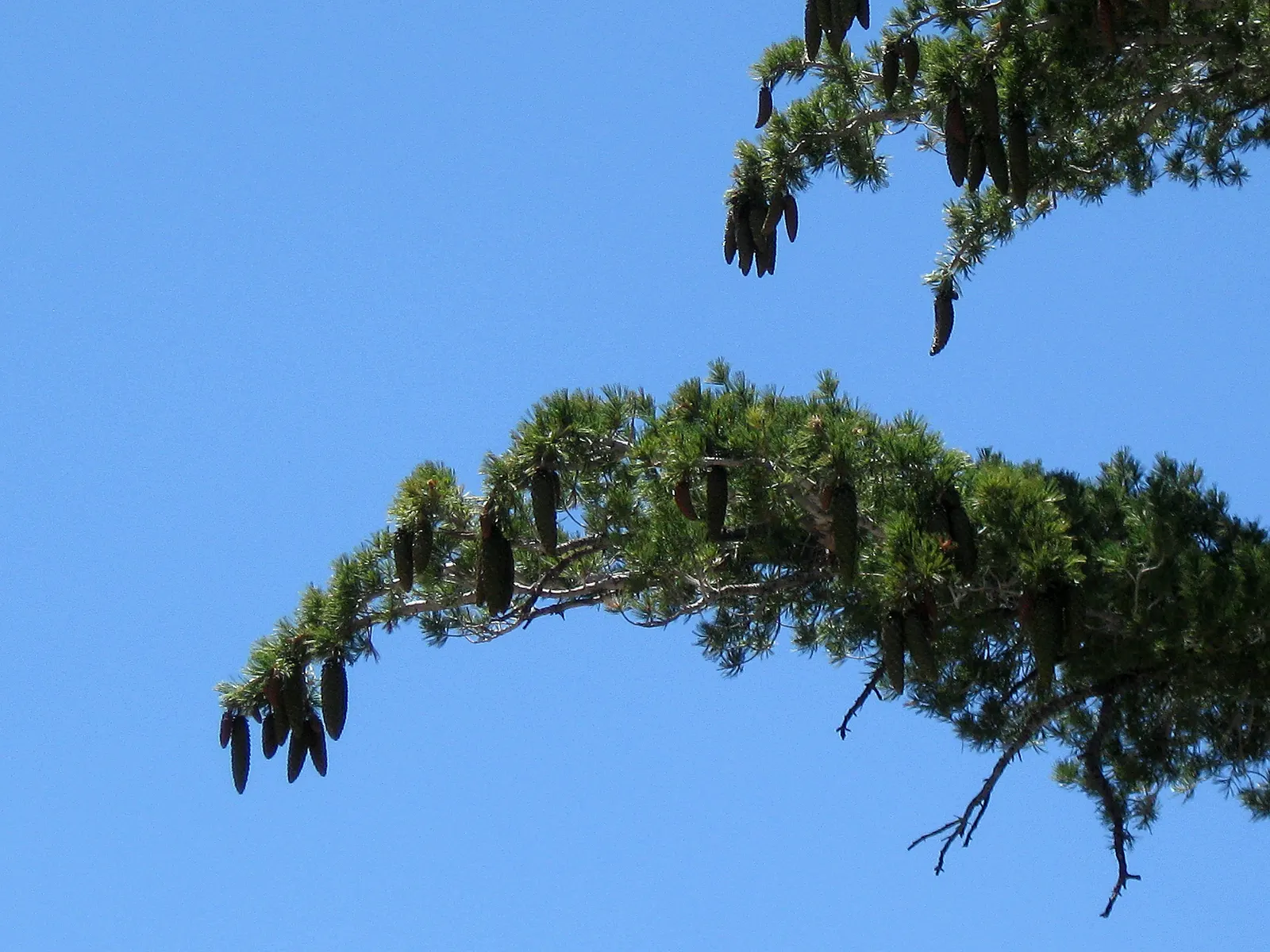 Sugar Pine (Pinus Lambertiana) — is a majestic conifer that is esteemed for its stature and picturesque aesthetic