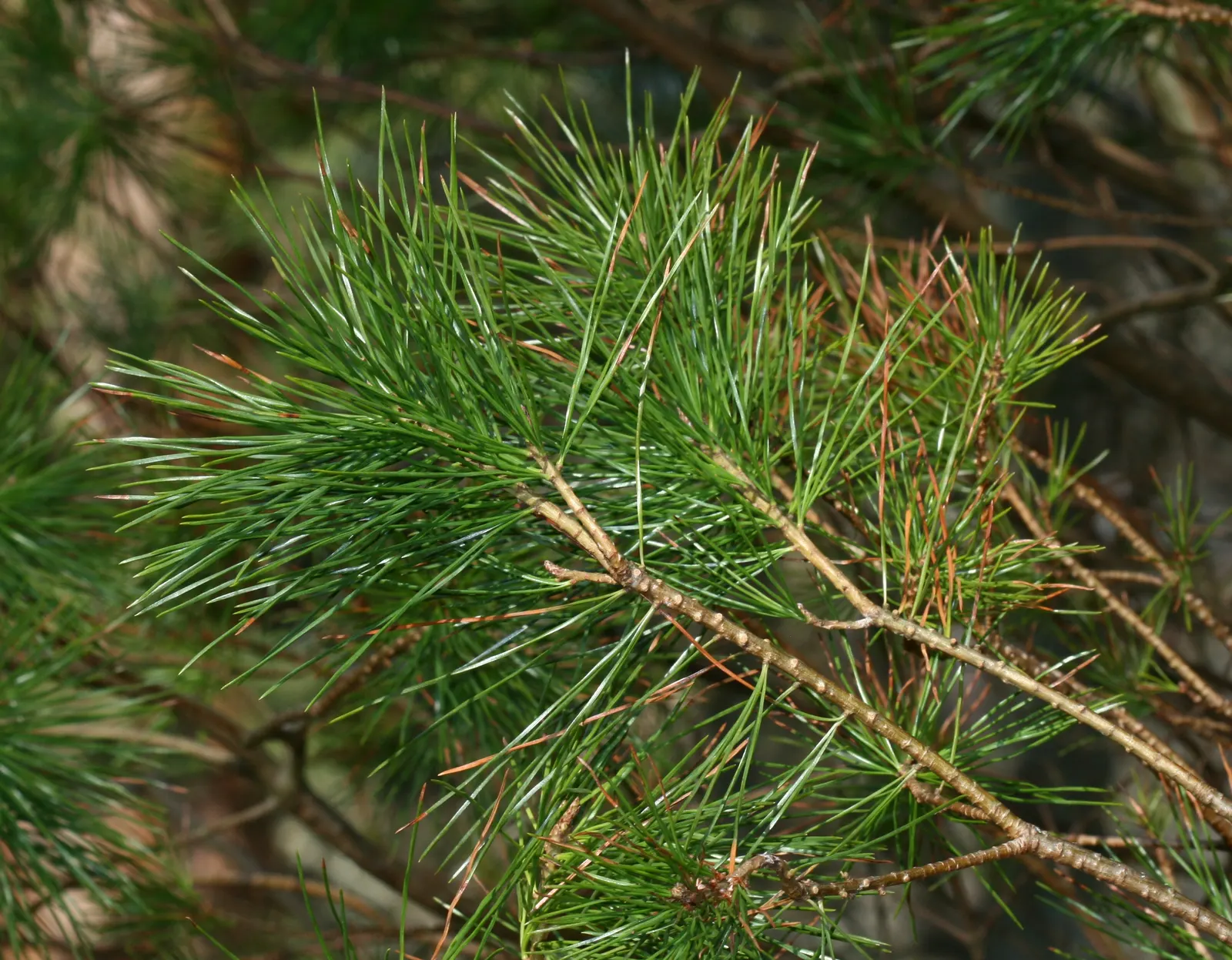 Sugar Pine (Pinus Lambertiana) — making a stately statement in expansive landscapes