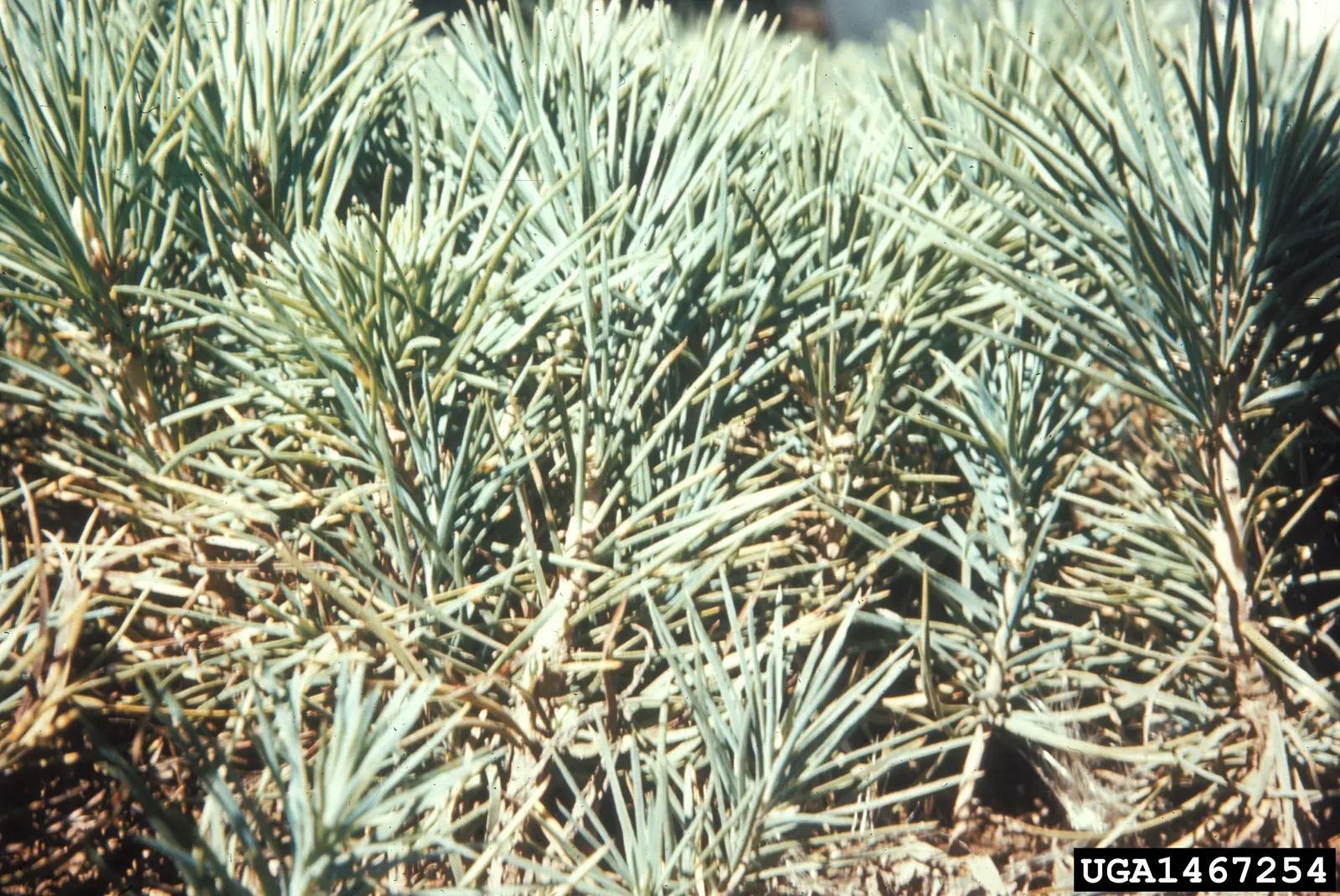 Sugar Pine (Pinus Lambertiana) — mature Sugar Pines can reach soaring heights of up to 200 feet