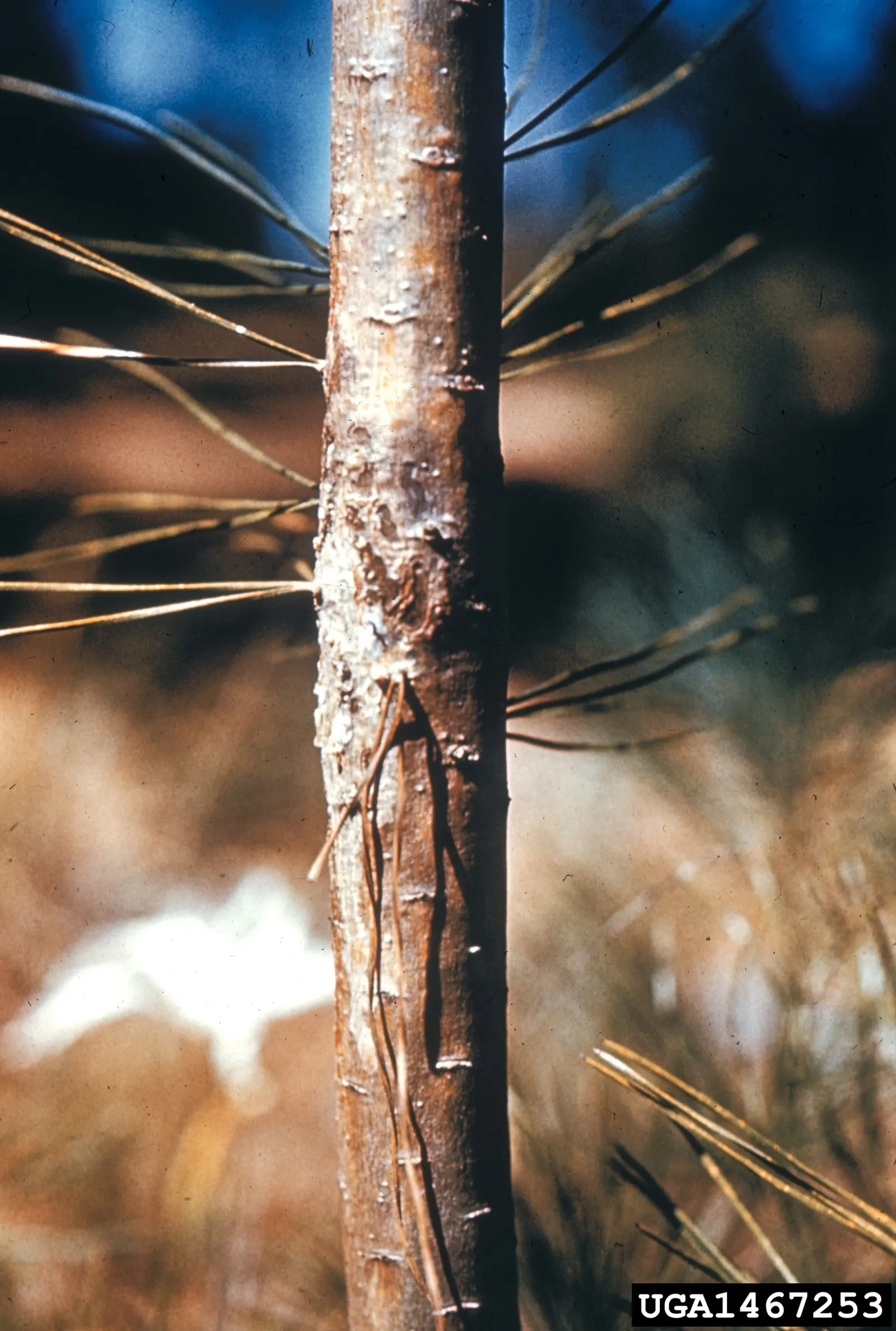 Sugar Pine (Pinus Lambertiana) — Given their substantial size at maturity