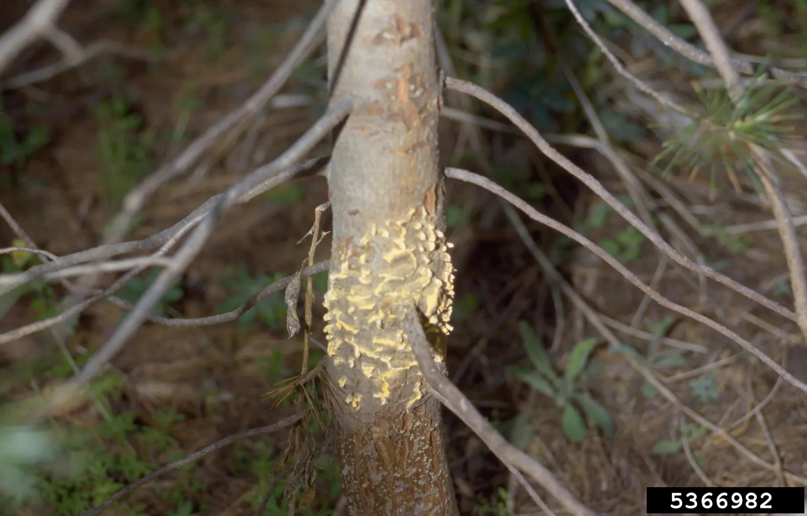 Sugar Pine (Pinus Lambertiana) — each measuring an impressive 2 to 4 inches in length