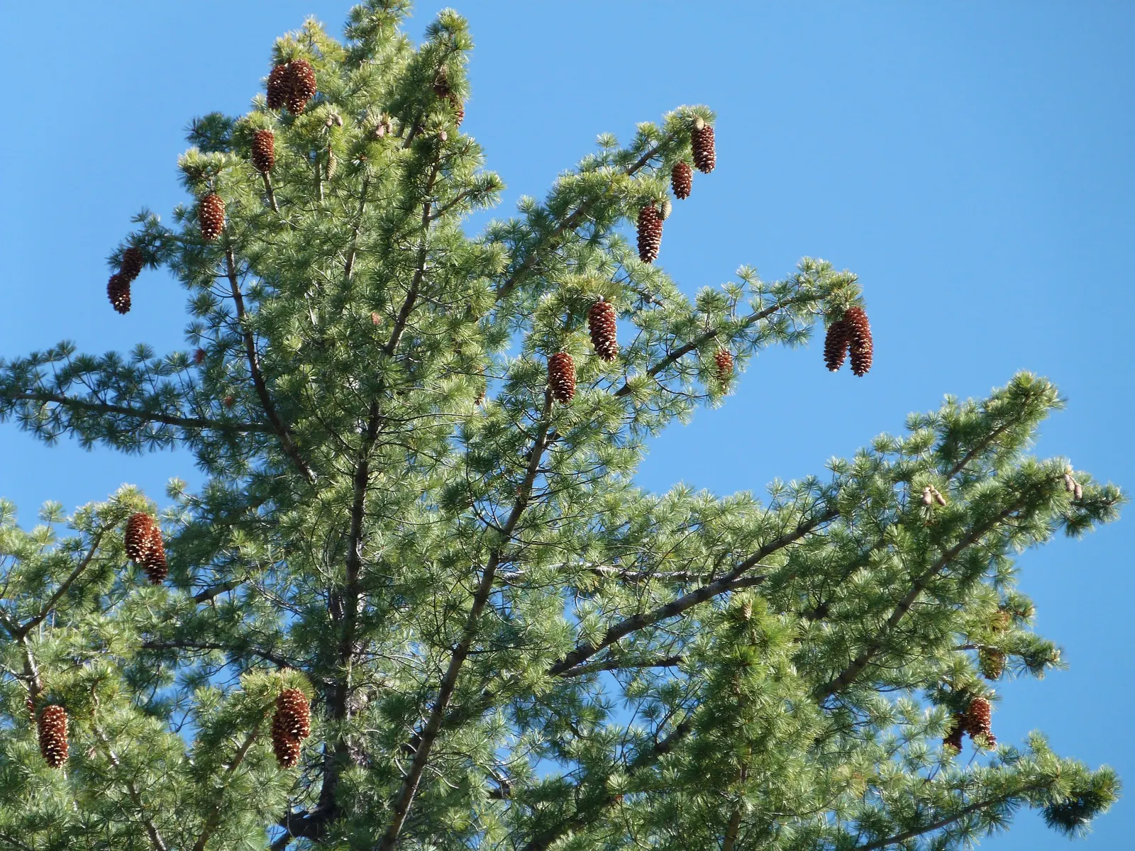 Sugar Pine (Pinus Lambertiana) — The Sugar Pine (Pinus lambertiana)