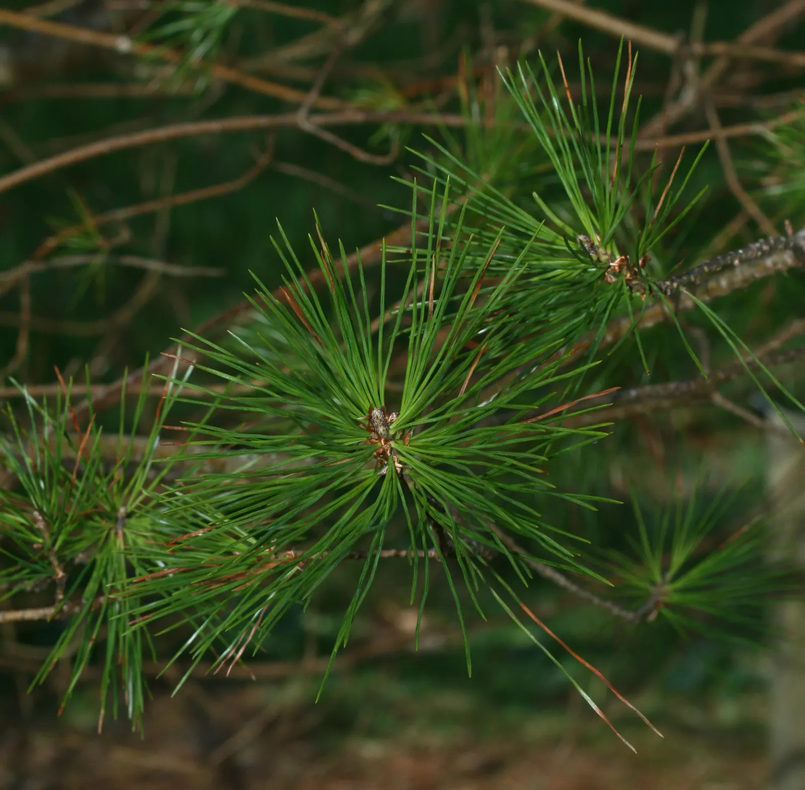 Sugar Pine (Pinus Lambertiana) — It boasts long, elegant cones up to 20 inches and lustrous, blue-green needles grouped in fives