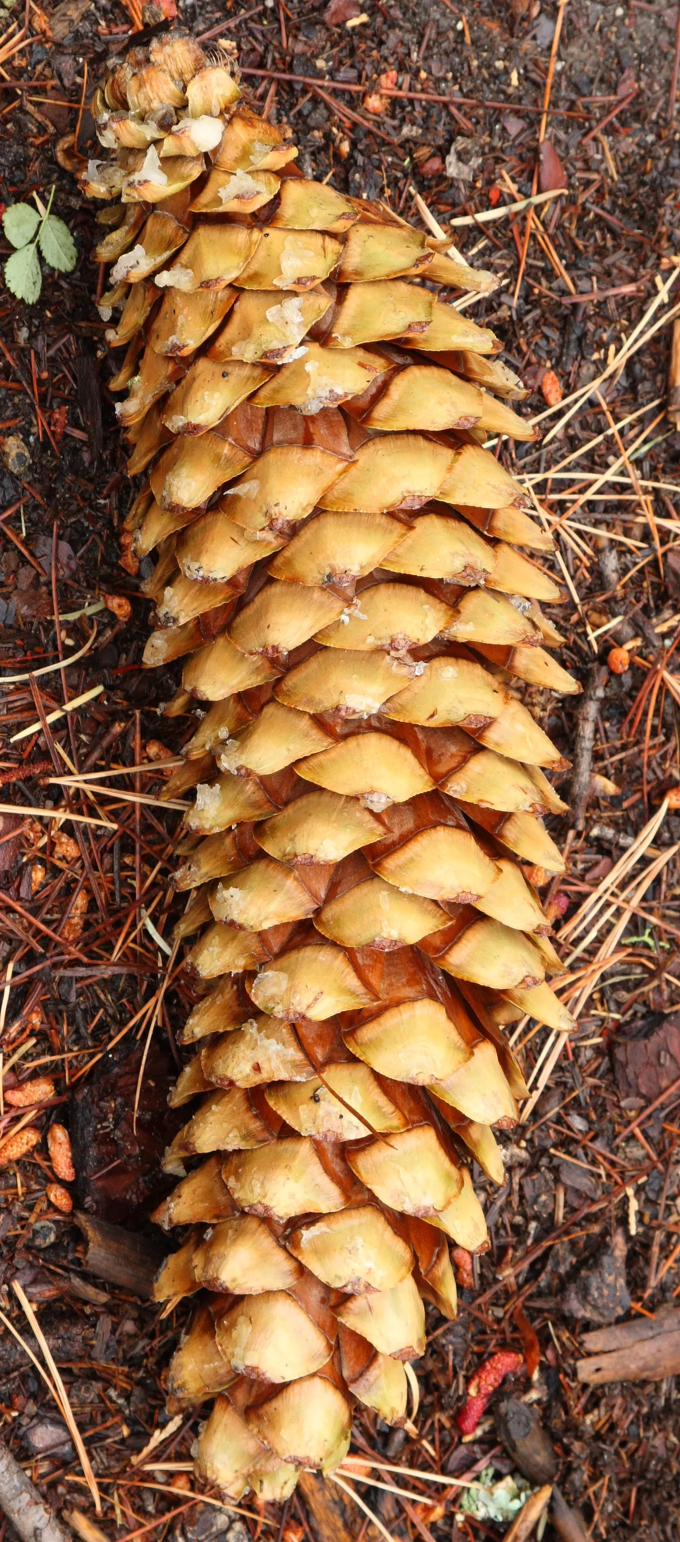 Sugar Pine (Pinus Lambertiana) — These cones hang elegantly from the branches