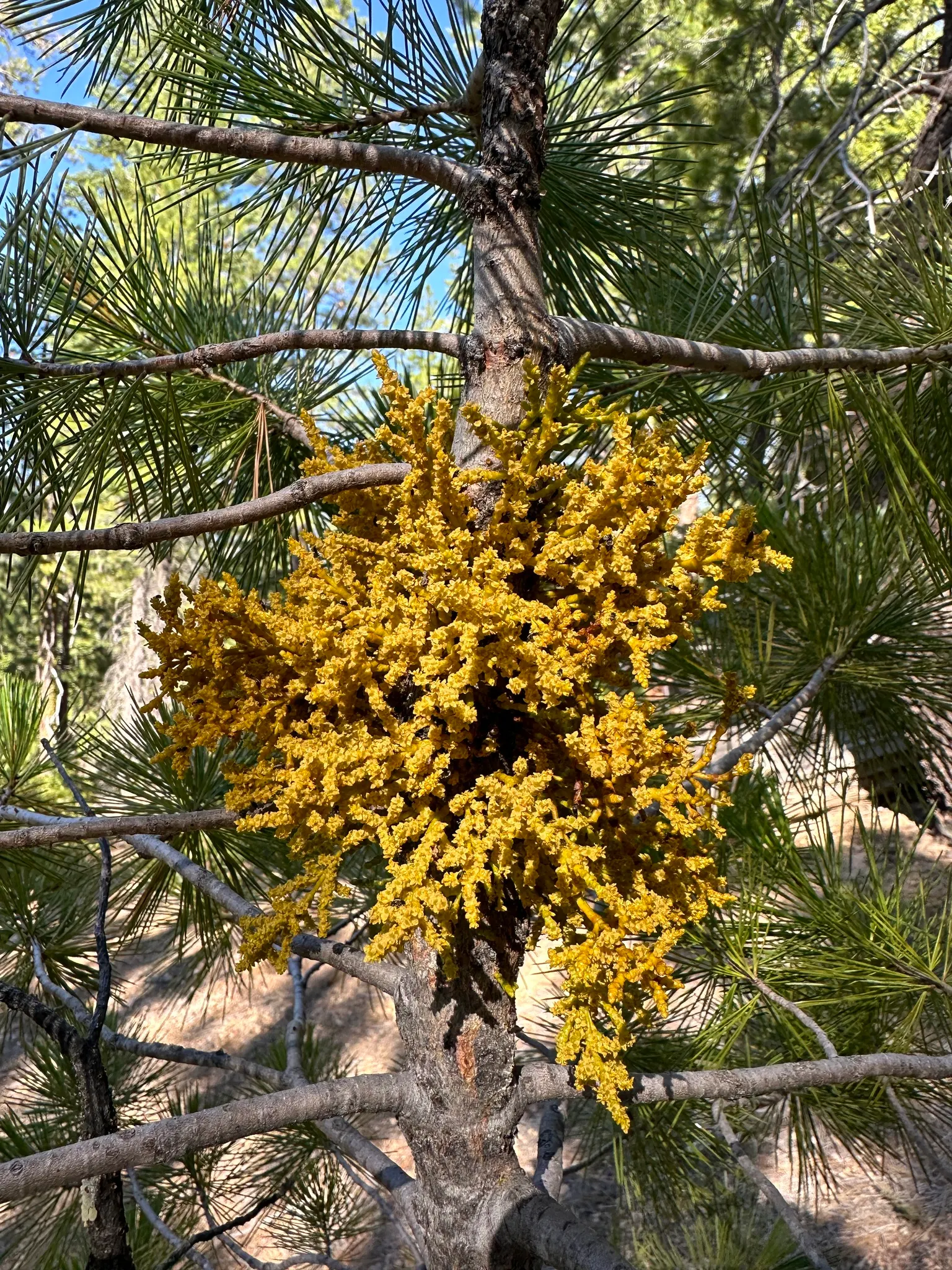 Sugar Pine (Pinus Lambertiana) — They require well-drained soil and ample space to accommodate their extensive root systems