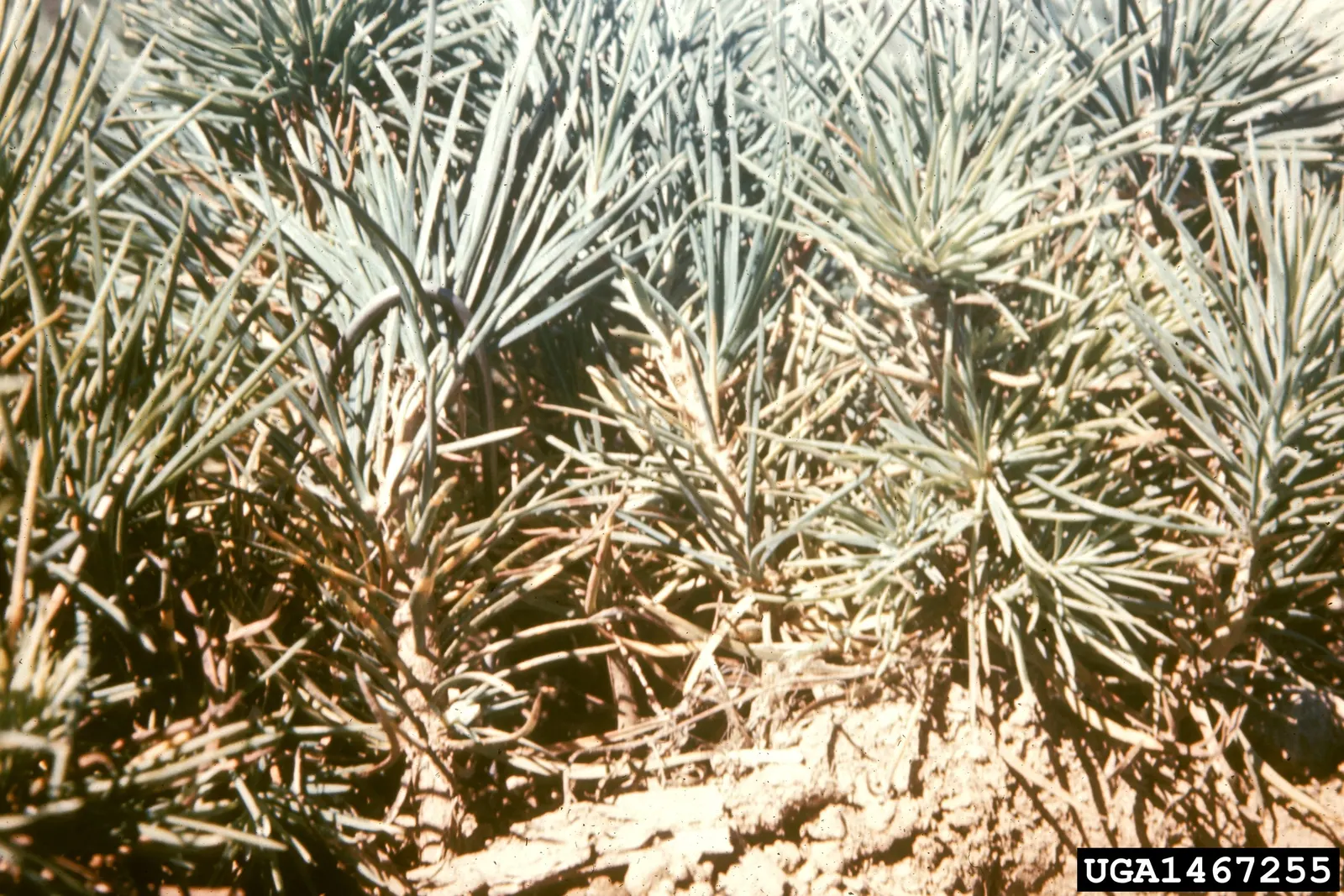 Sugar Pine (Pinus Lambertiana) — As the tallest of all pine species