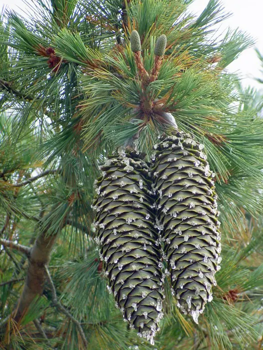 Sugar Pine (Pinus Lambertiana) — making it a remarkable specimen for expansive landscapes
