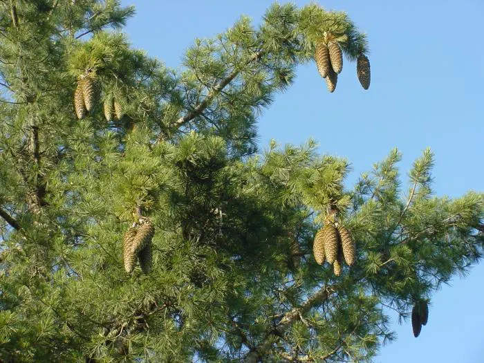 Sugar Pine (Pinus Lambertiana) — scientifically known as Pinus lambertiana