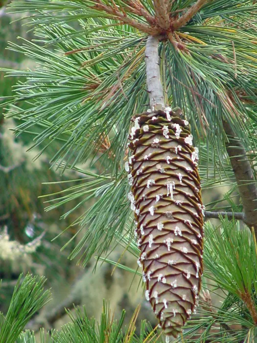 Sugar Pine (Pinus Lambertiana) — This monarchical conifer thrives in USDA zones 5 through 8, relishing well-drained soils