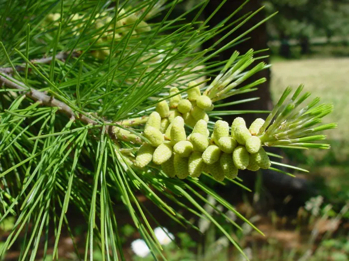 Sugar Pine (Pinus Lambertiana) — famed for its impressive stature