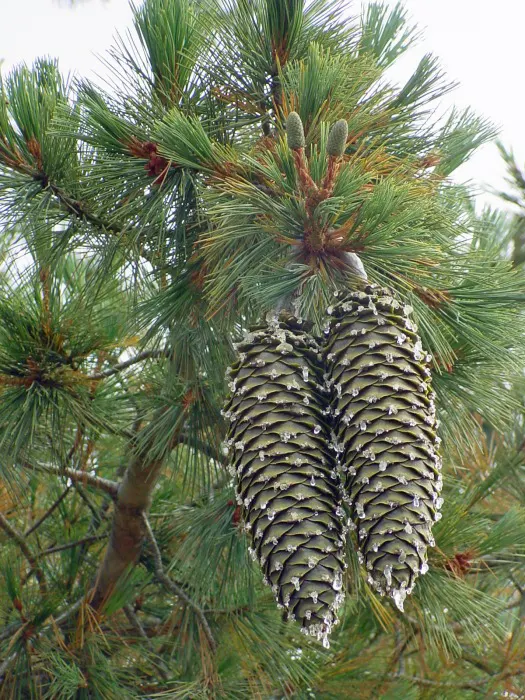 Sugar Pine (Pinus Lambertiana) — with a diameter range of 3 to 5 feet