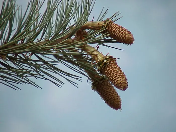 Sugar Pine (Pinus Lambertiana) — with impressive specimens growing from 10 to 20 inches long