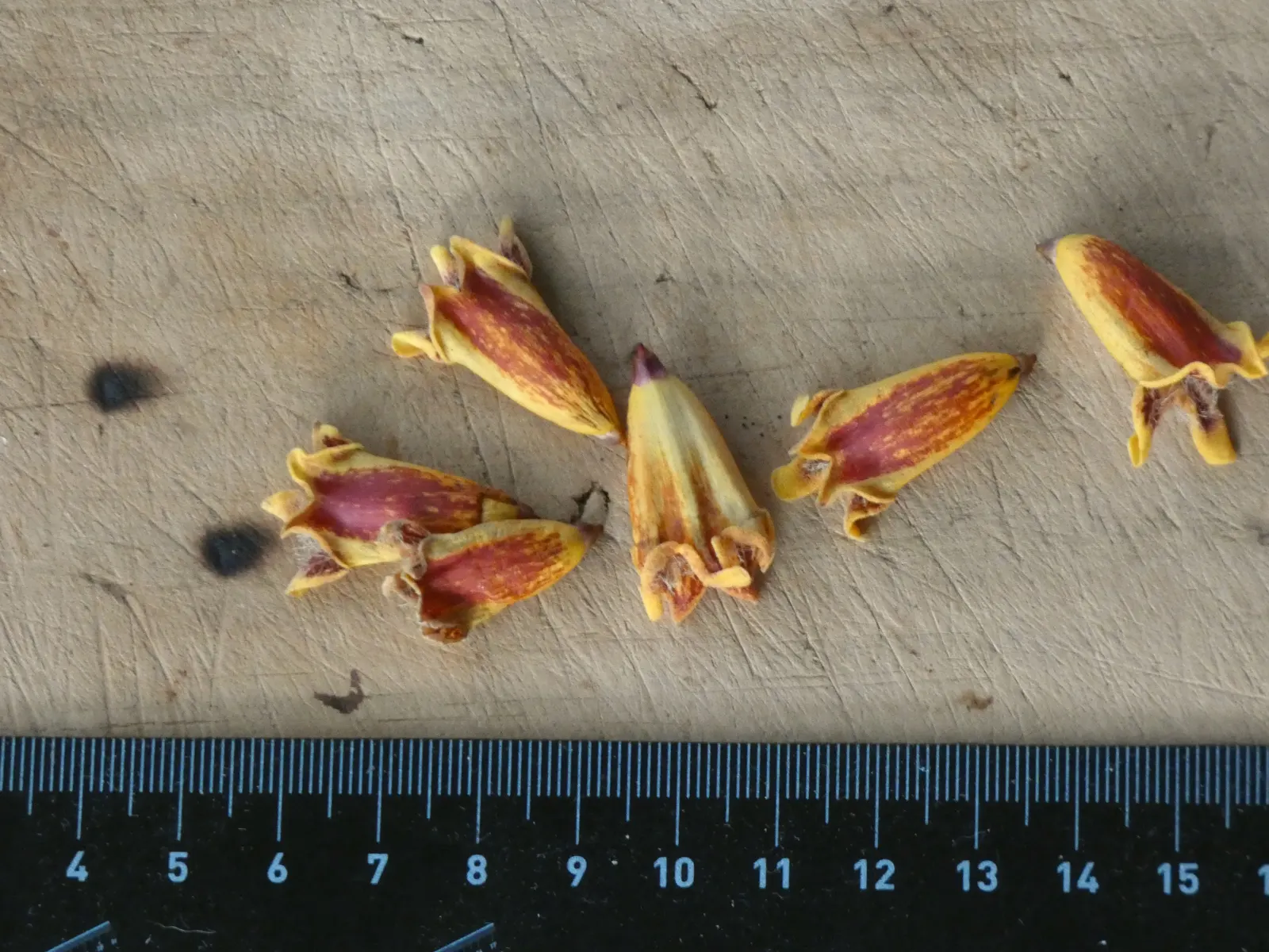 Wonga Wonga Vine (Pandorea Pandorana) — vine with pink blooms