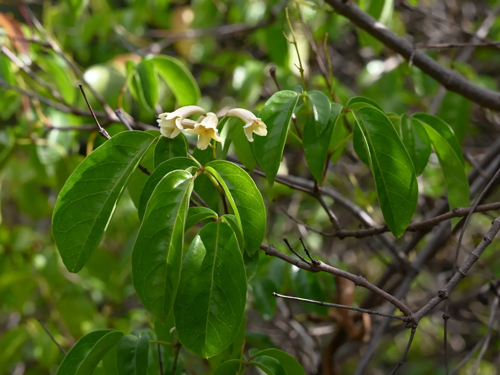 Wonga Wonga Vine (Pandorea Pandorana) — from spring to early summer