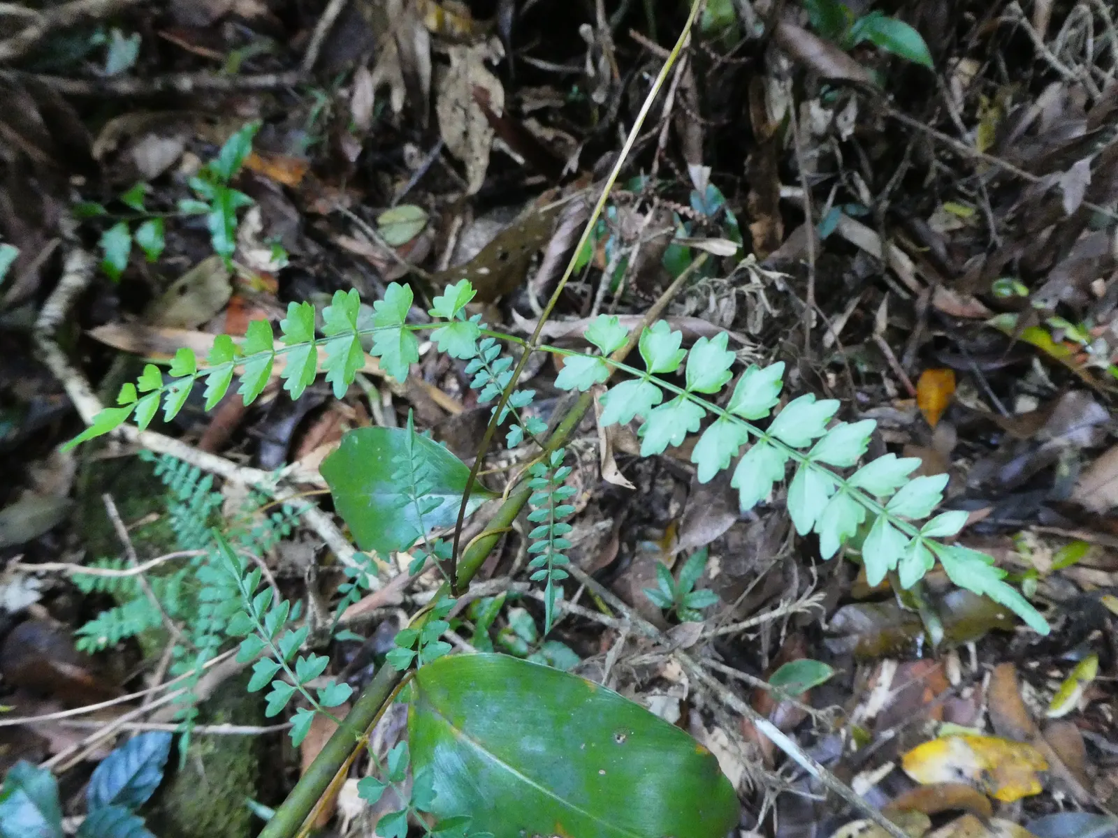 Wonga Wonga Vine (Pandorea Pandorana) — scientifically known as Pandorea pandorana