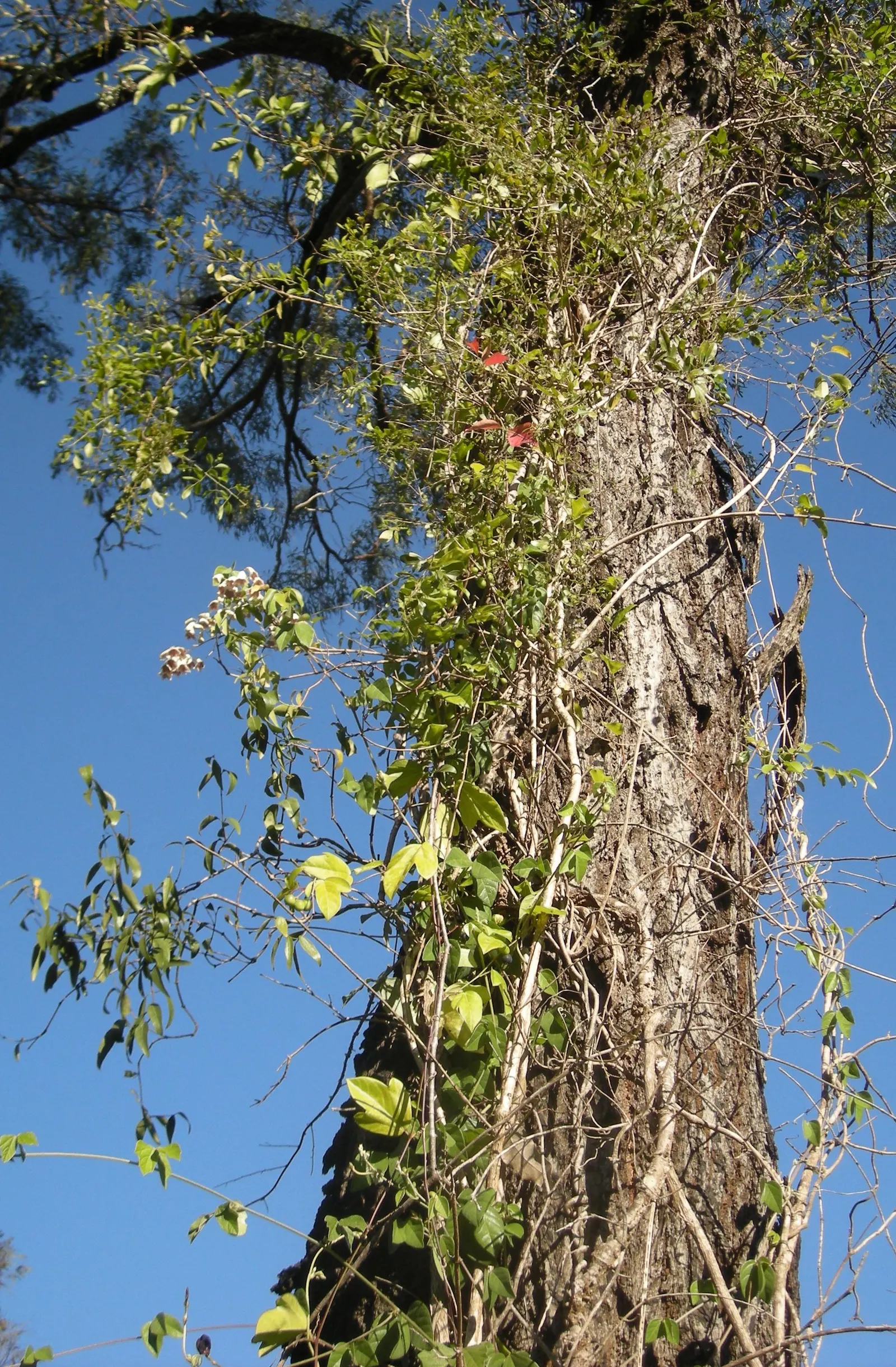 Wonga Wonga Vine (Pandorea Pandorana) — It scales up to 20 feet, showcasing trumpet-shaped flowers that span roughly 1.5 inches across