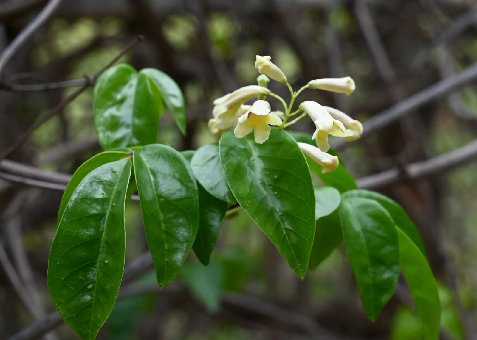 Wonga Wonga Vine (Pandorea Pandorana) — reaching about 1 to 1.5 inches in length
