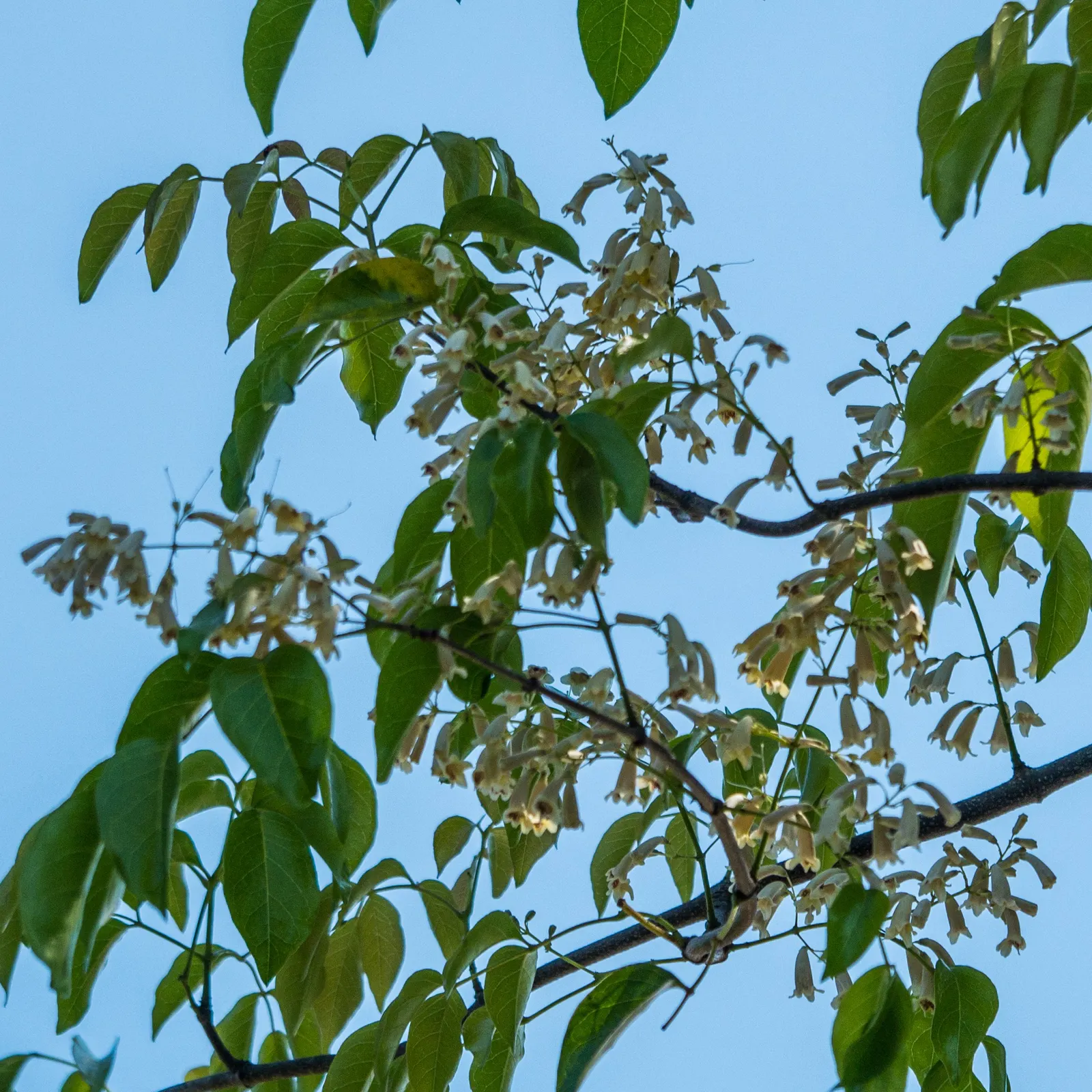 Wonga Wonga Vine (Pandorea Pandorana) — Regular watering helps establish the plant, but once mature, it is relatively drought-tolerant