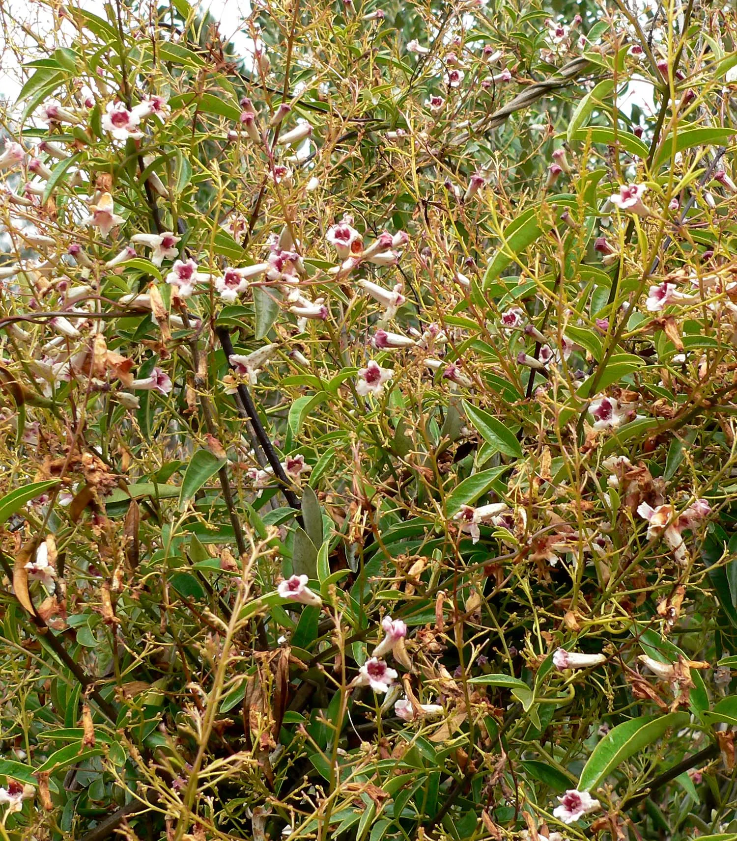 Wonga Wonga Vine (Pandorea Pandorana) — creating an elegant green backdrop in any landscape design