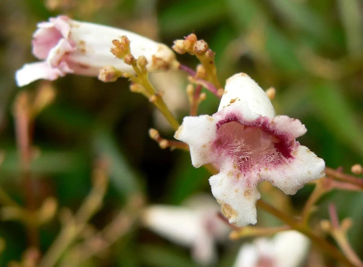 Wonga Wonga Vine (Pandorea Pandorana) — flourishing in USDA zones 9-11