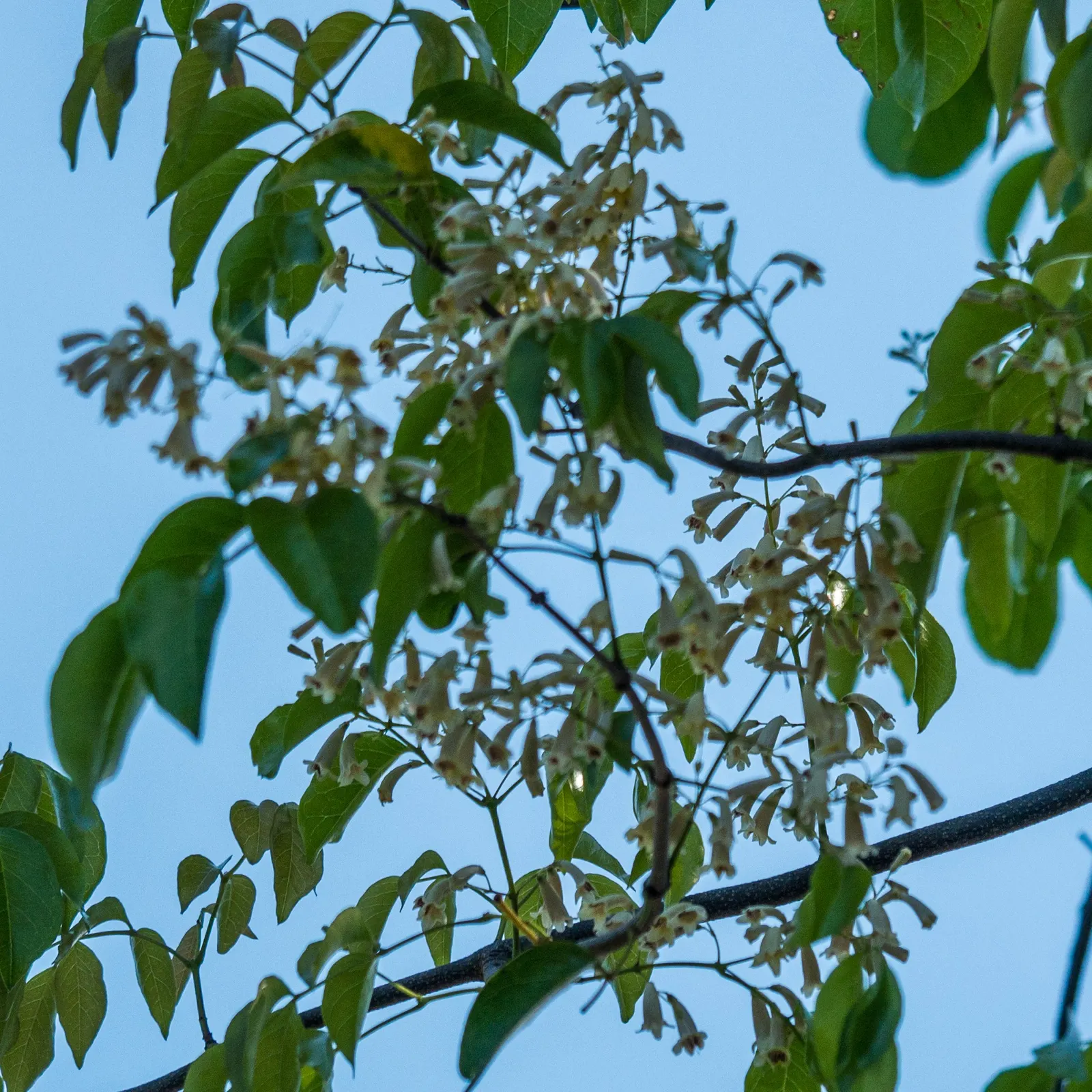 Wonga Wonga Vine (Pandorea Pandorana) — the Wonga Wonga Vine prefers well-drained soil and thrives in full sun to partial shade