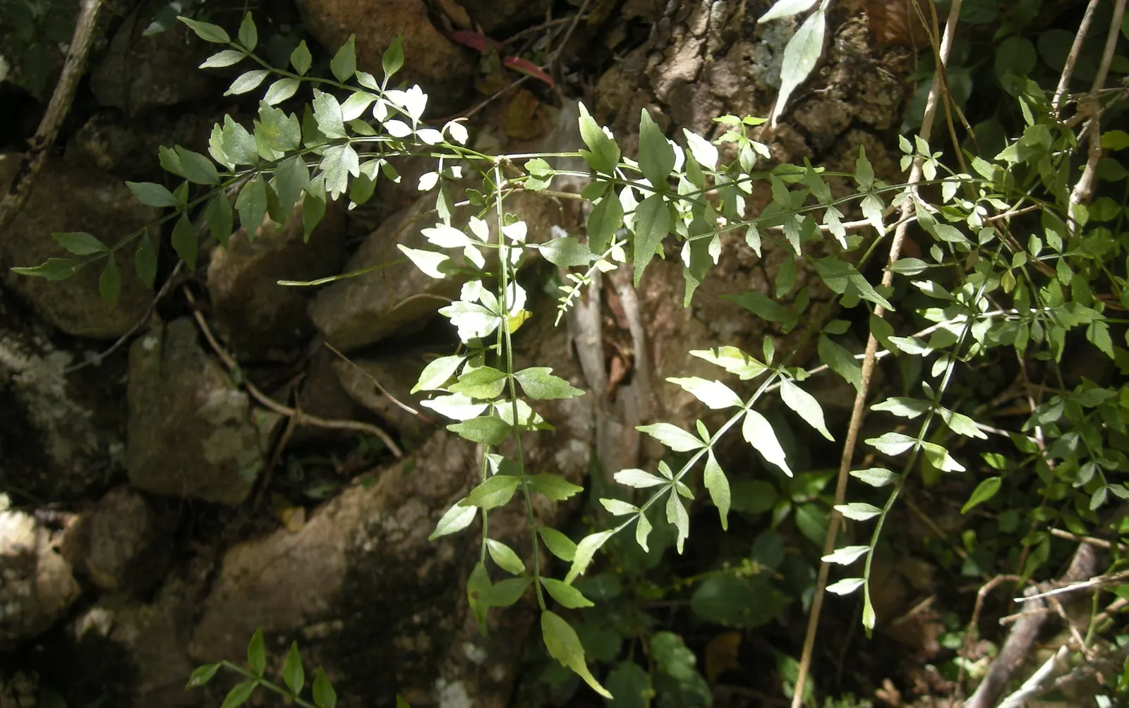 Wonga Wonga Vine (Pandorea Pandorana) — trumpet-shaped flowers often kissed with purple or maroon throats