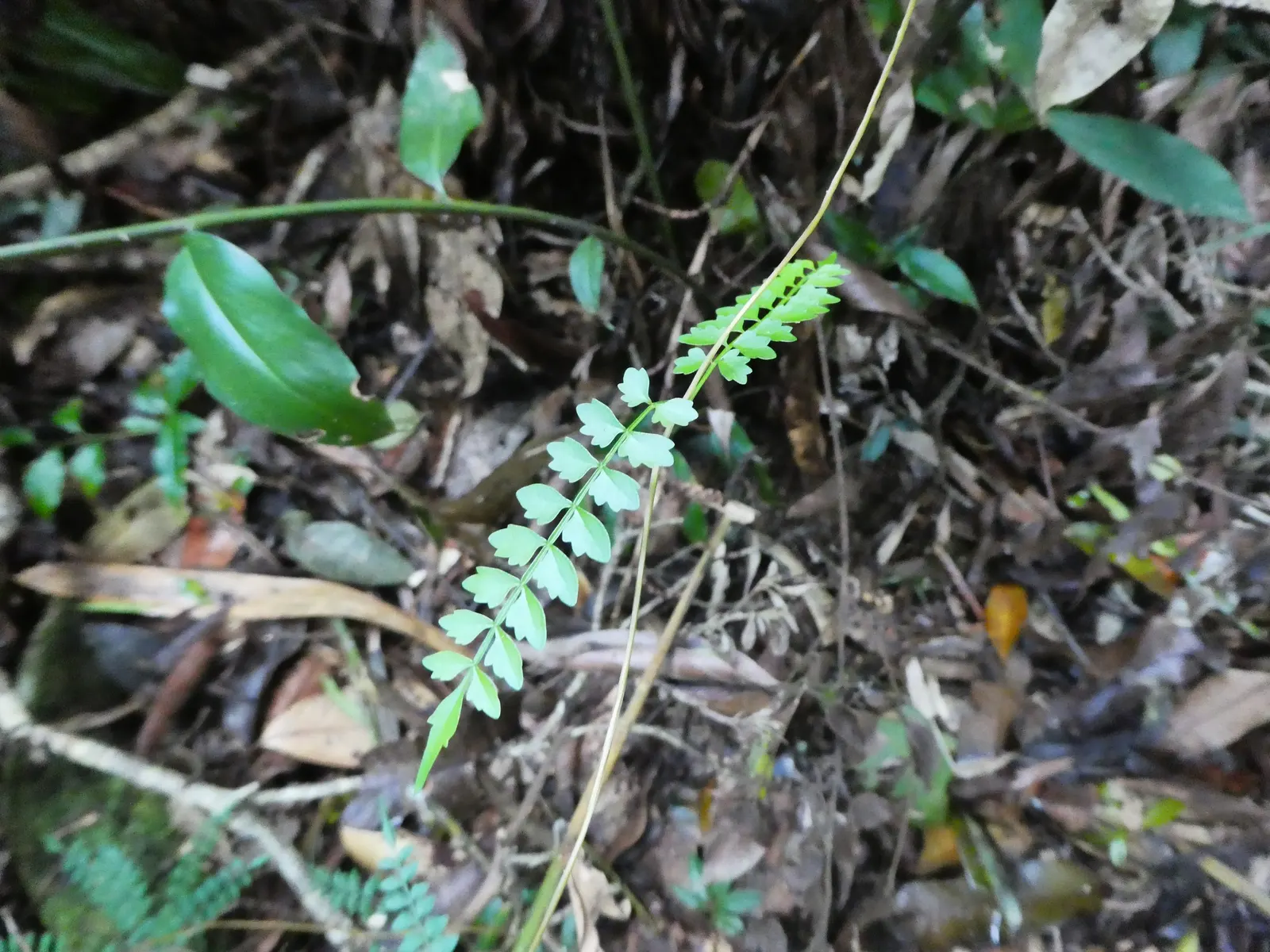 Wonga Wonga Vine (Pandorea Pandorana) — The plant can reach lengths of up to 20 feet