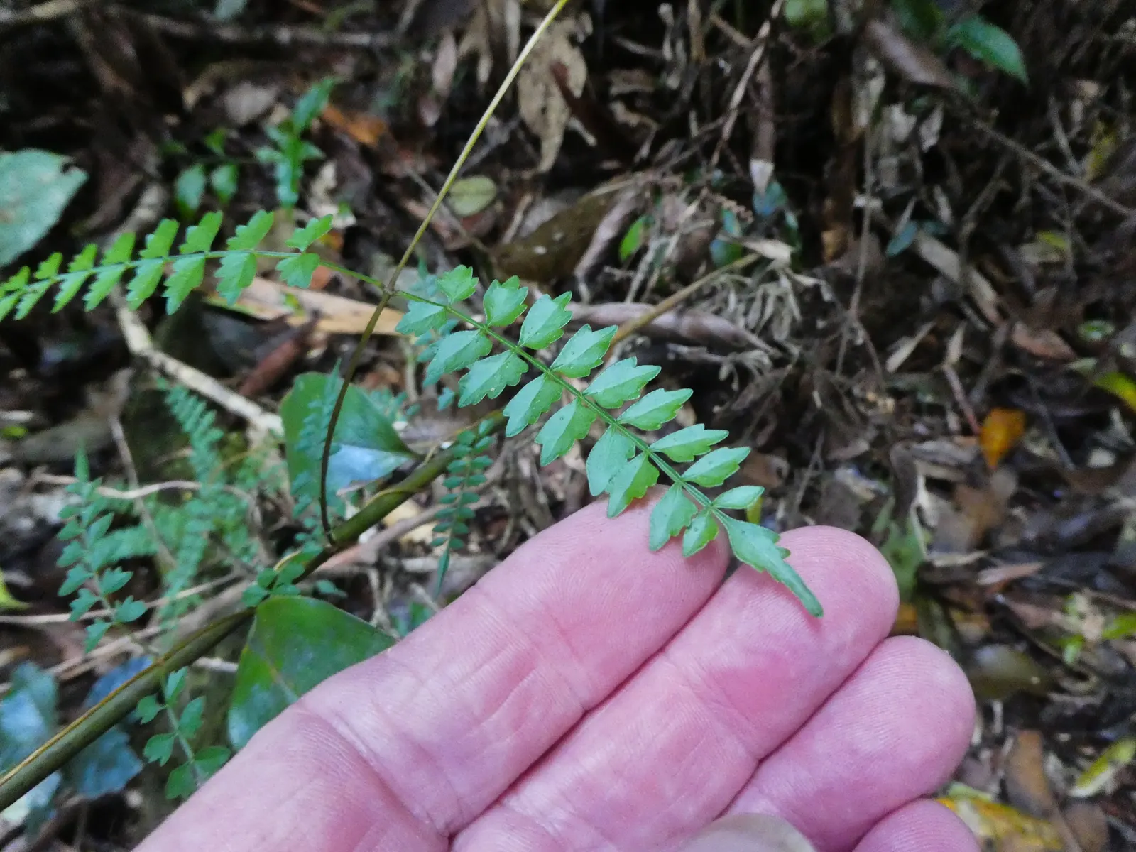 Wonga Wonga Vine (Pandorea Pandorana) — is a versatile and fast-growing evergreen climber native to Australia