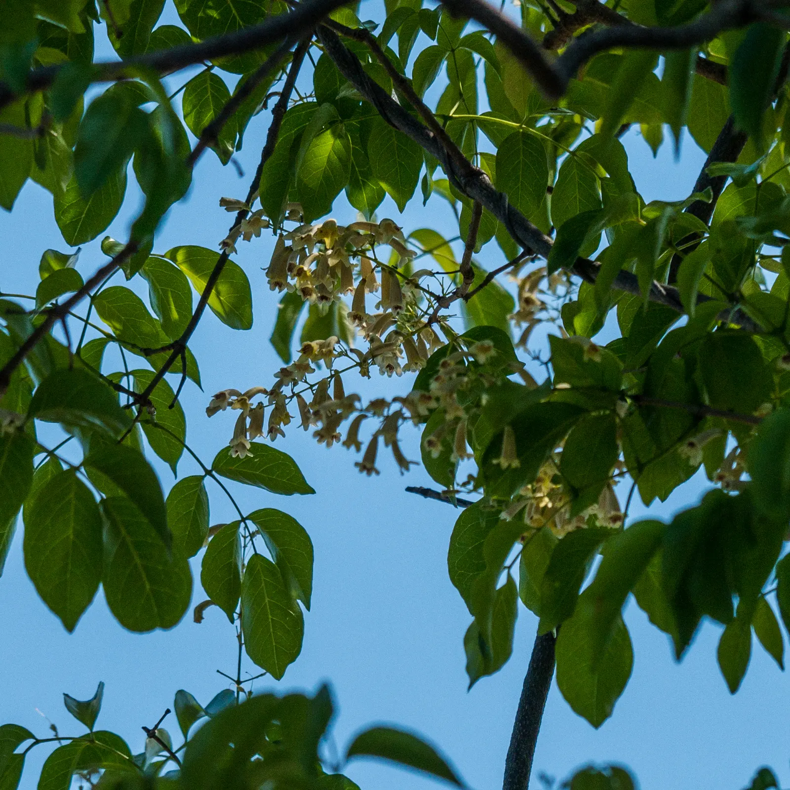 Wonga Wonga Vine (Pandorea Pandorana) — vine for full or half