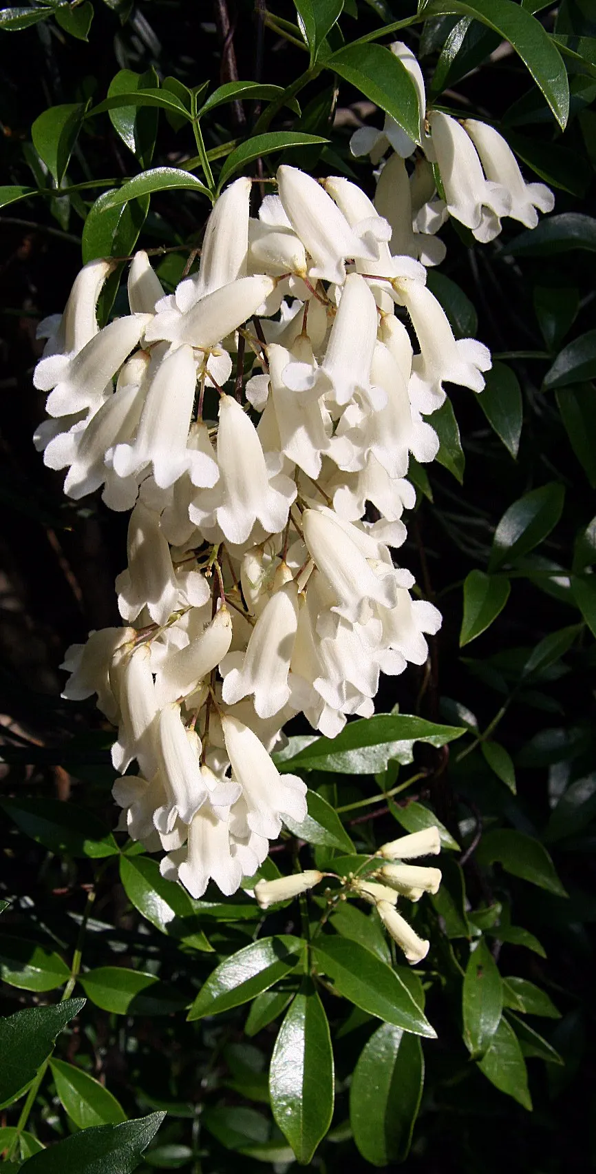 Wonga Wonga Vine (Pandorea Pandorana) — Ideal for pergolas or fences, image 32