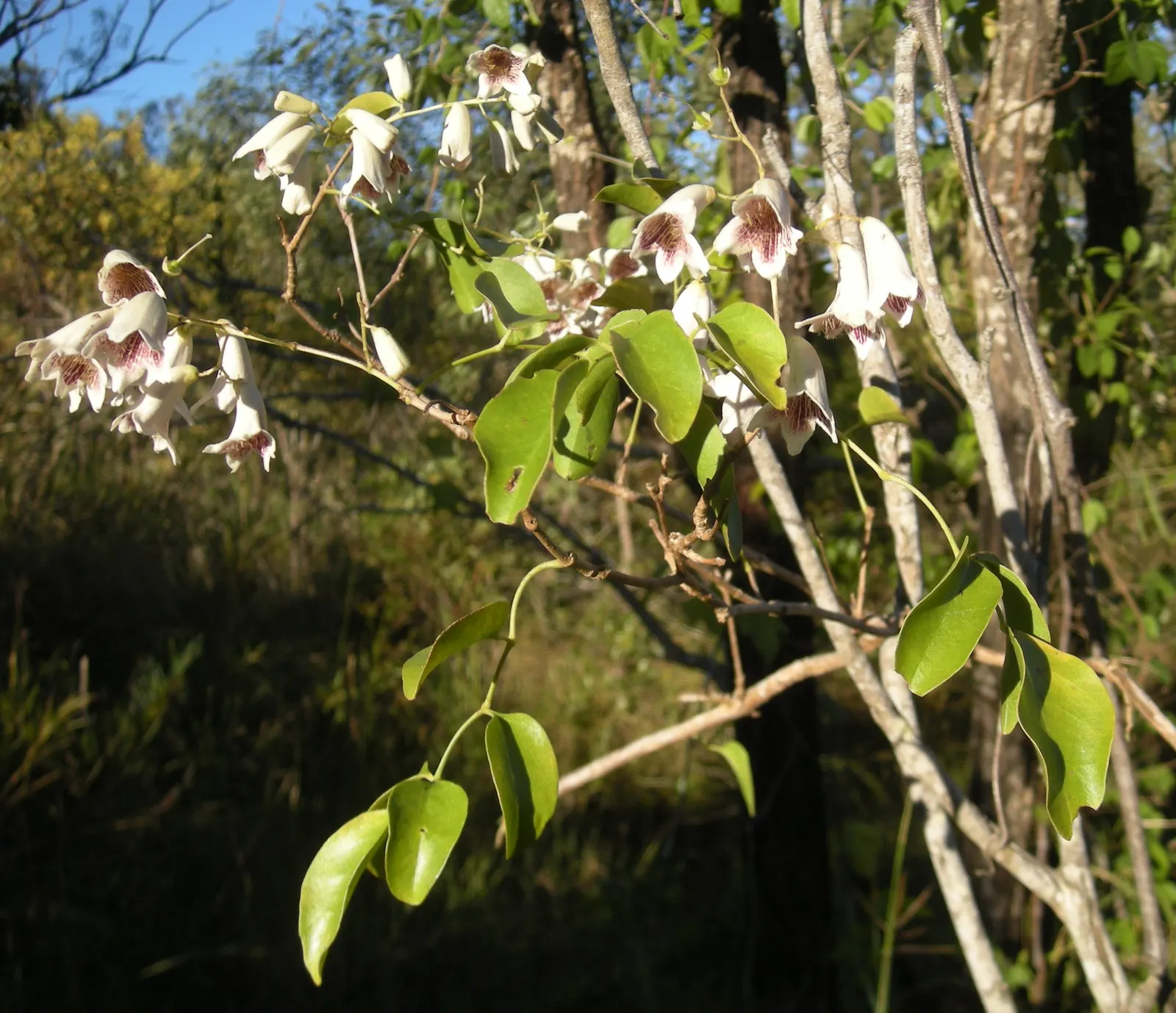 Wonga Wonga Vine (Pandorea Pandorana) — adding both ecological value and visual allure.<br><br>For optimal growth