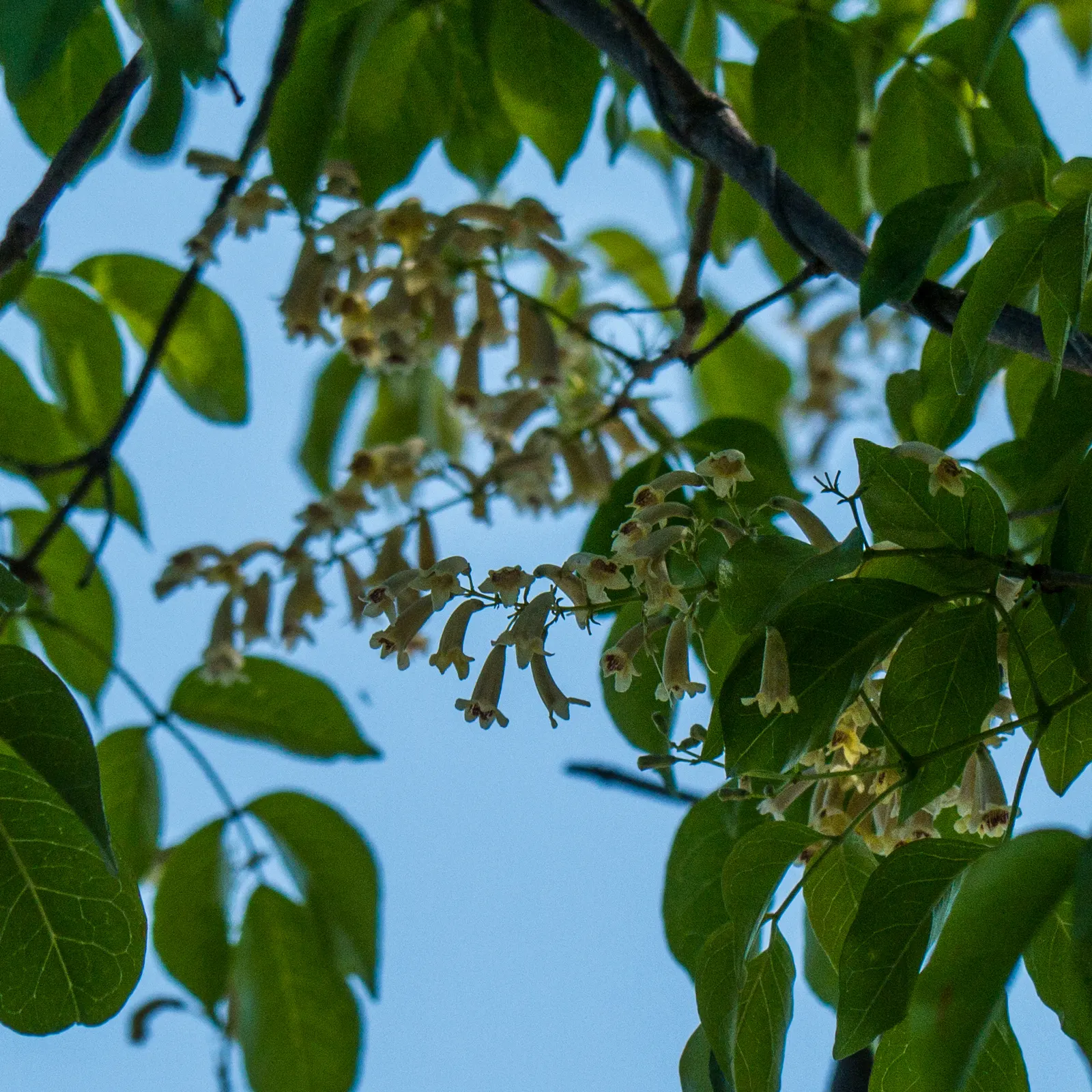 Wonga Wonga Vine (Pandorea Pandorana) — making it a preferred choice for gardeners and designers seeking to create a dynamic and living tapestry