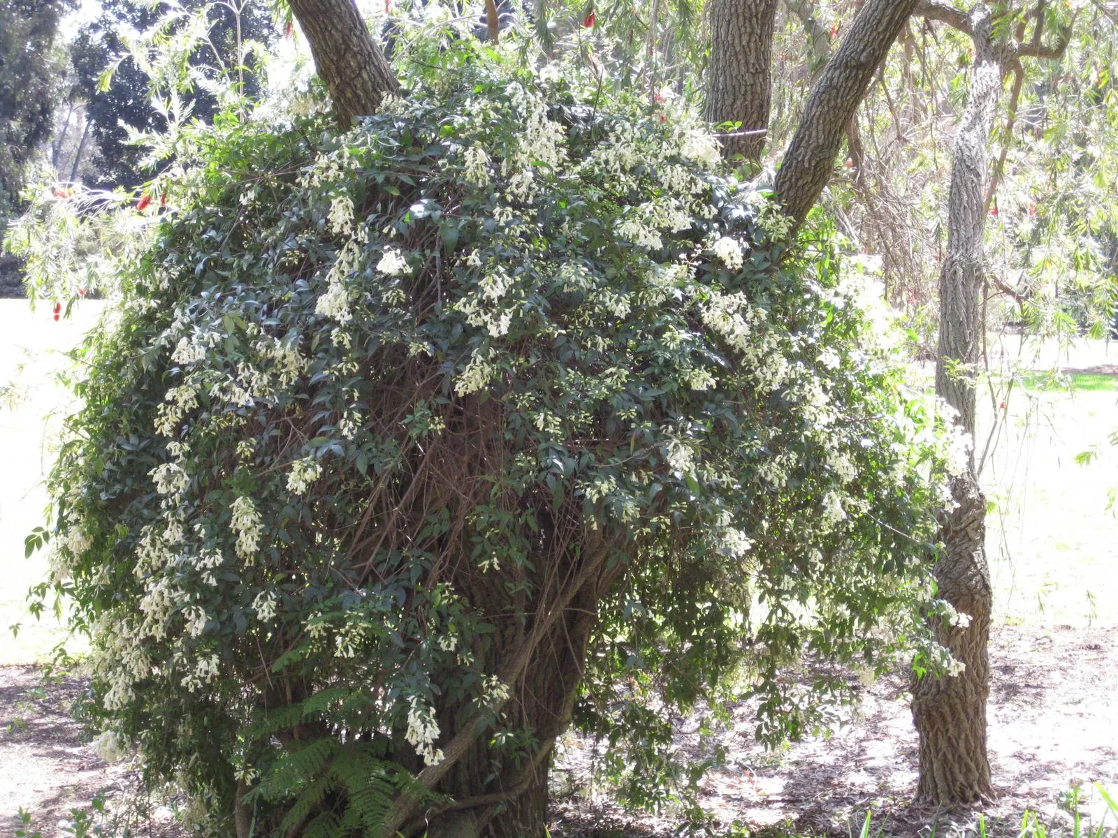 Wonga Wonga Vine (Pandorea Pandorana) — scientifically known as Pandorea pandorana; the Wonga Wonga Vine prefers well-drained soil and thrives in full sun to