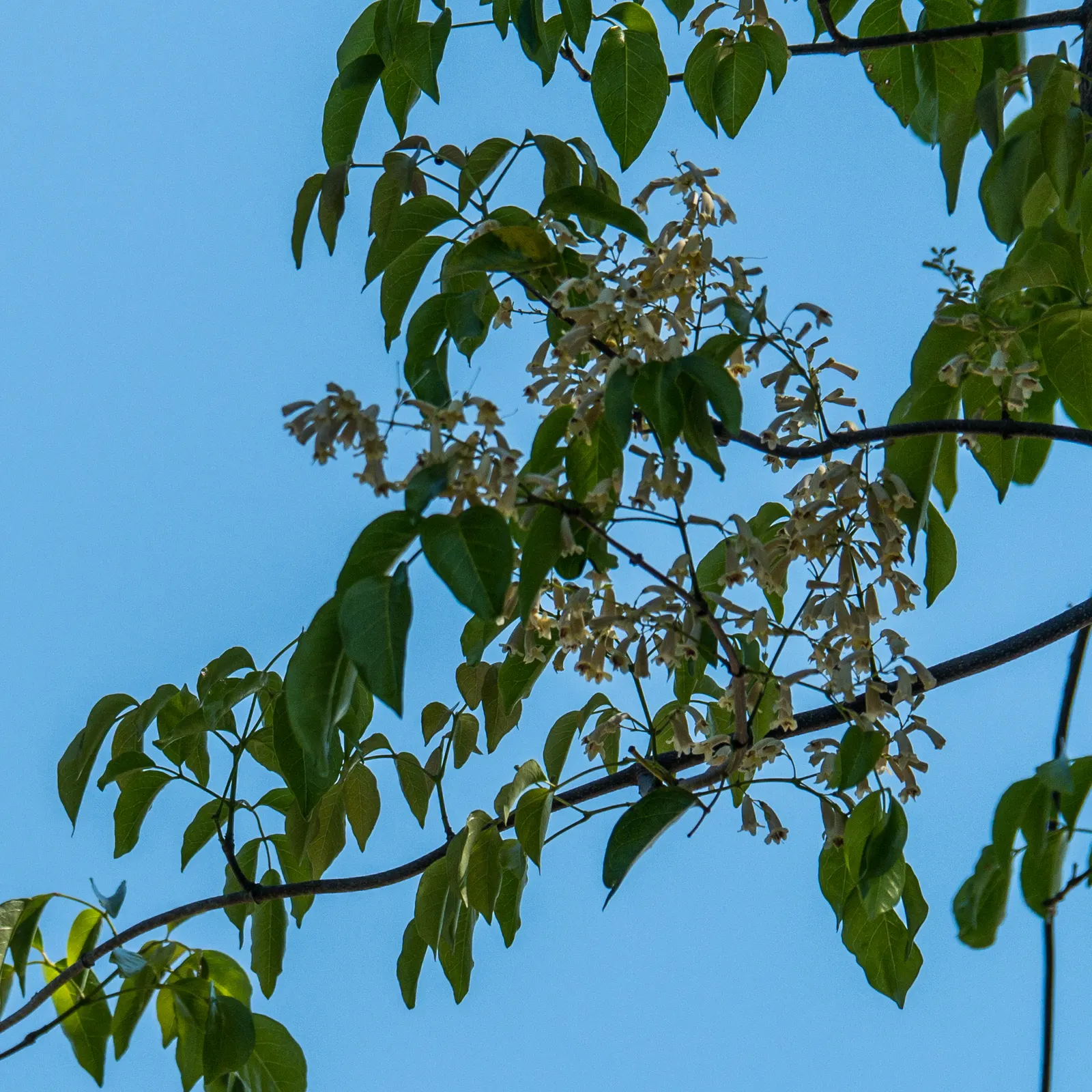 Wonga Wonga Vine (Pandorea Pandorana) — is a vigorous evergreen Australian climber; this versatile plant thrives in full sun to partial shade and needs