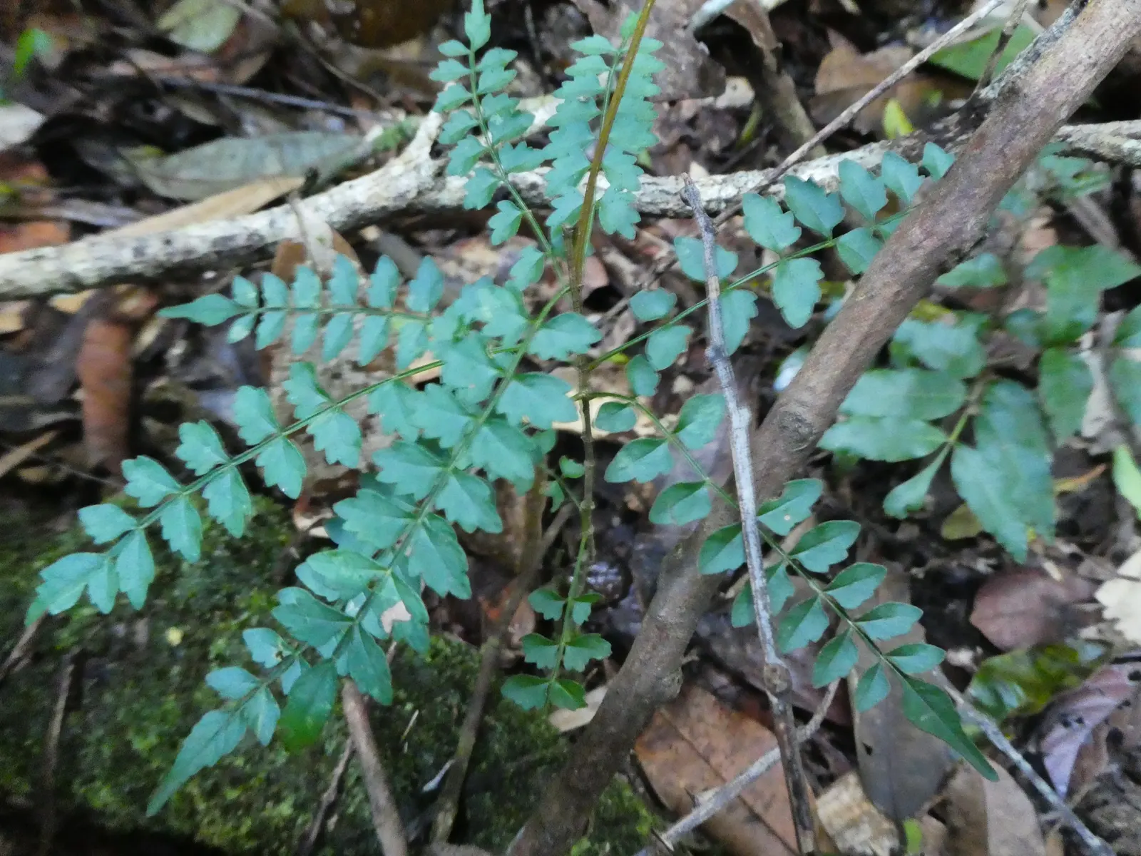 Wonga Wonga Vine (Pandorea Pandorana) — This twining vine is prized for its ability to rapidly cover trellises