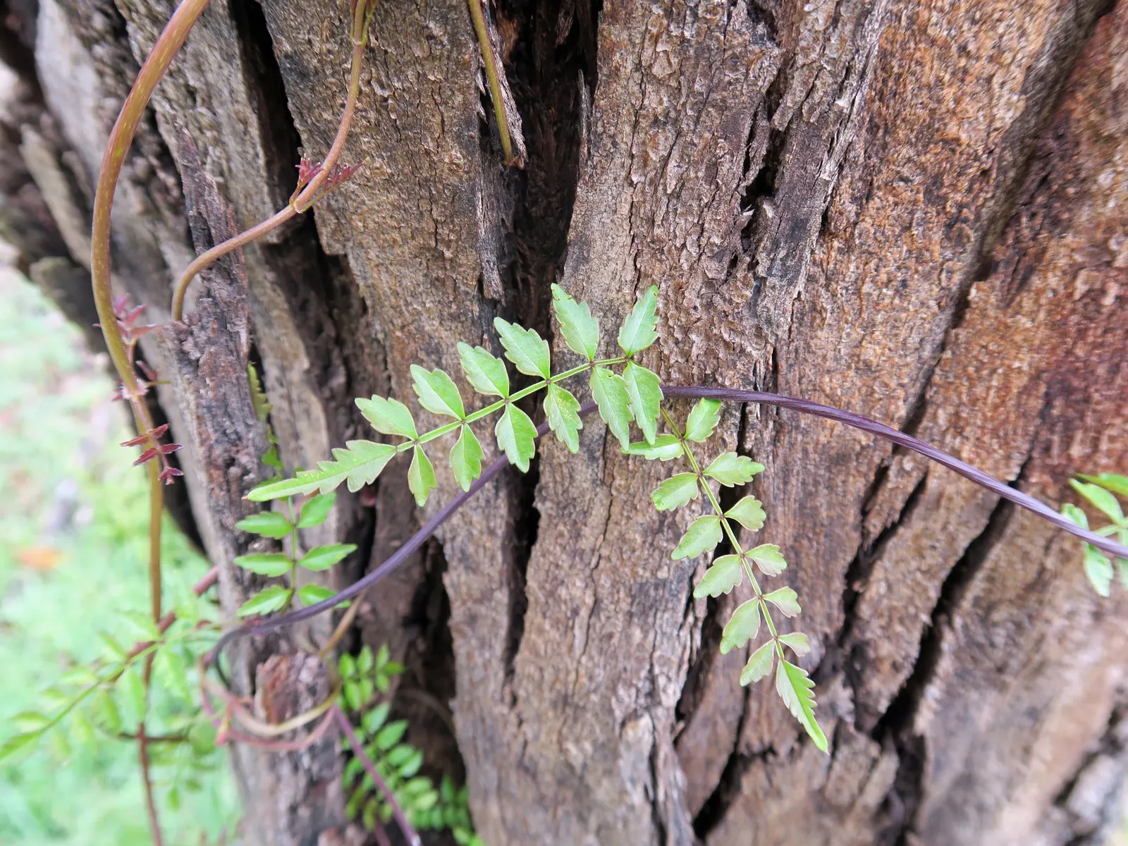 Wonga Wonga Vine (Pandorea Pandorana) — Pandorea pandorana serves as an enchanting feature that combines aesthetic appeal with minimal maintenance
