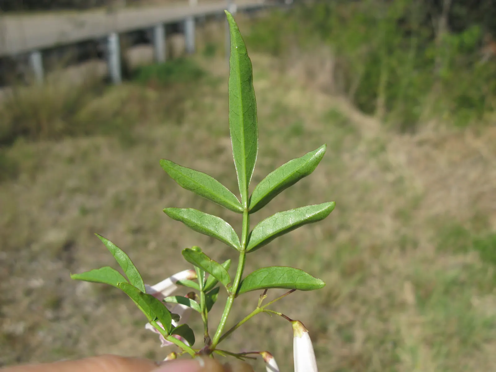 Wonga Wonga Vine (Pandorea Pandorana) — Care should be taken to provide sturdy support structures to accommodate this vine's vigorous growth habit