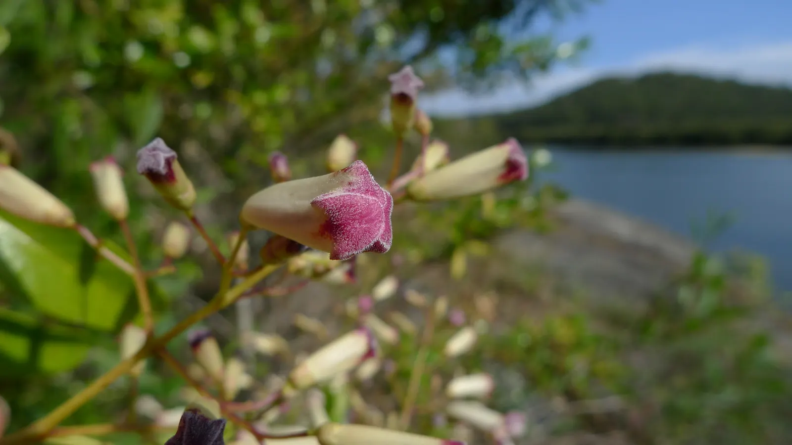 Wonga Wonga Vine (Pandorea Pandorana) — It scales up to 20 feet, showcasing trumpet-shaped flowers that span roughly 1.5 inches across; adding both ecological